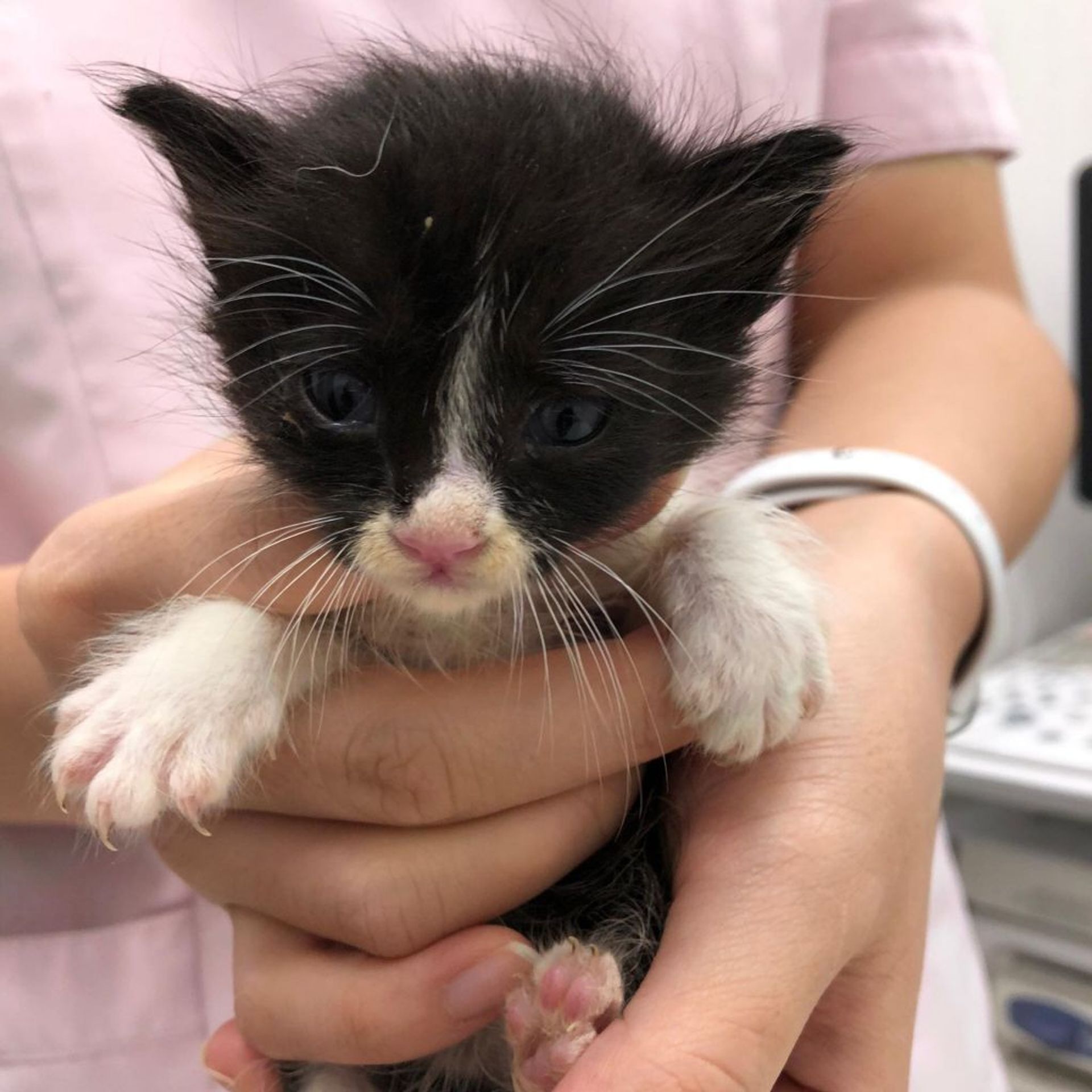 雑種（ミックス猫）・メスの里親募集の写真