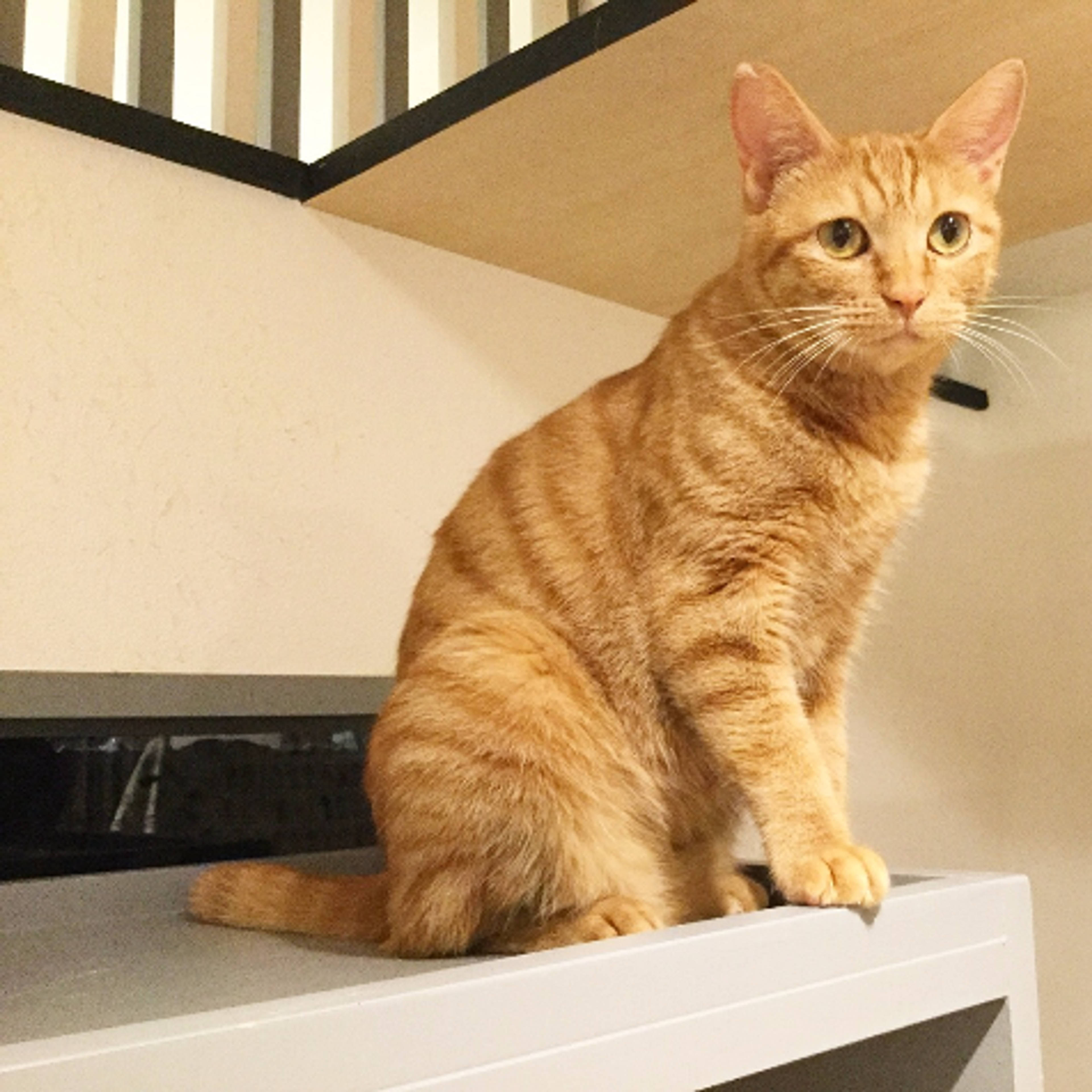 雑種（ミックス猫）・メスの里親募集の写真