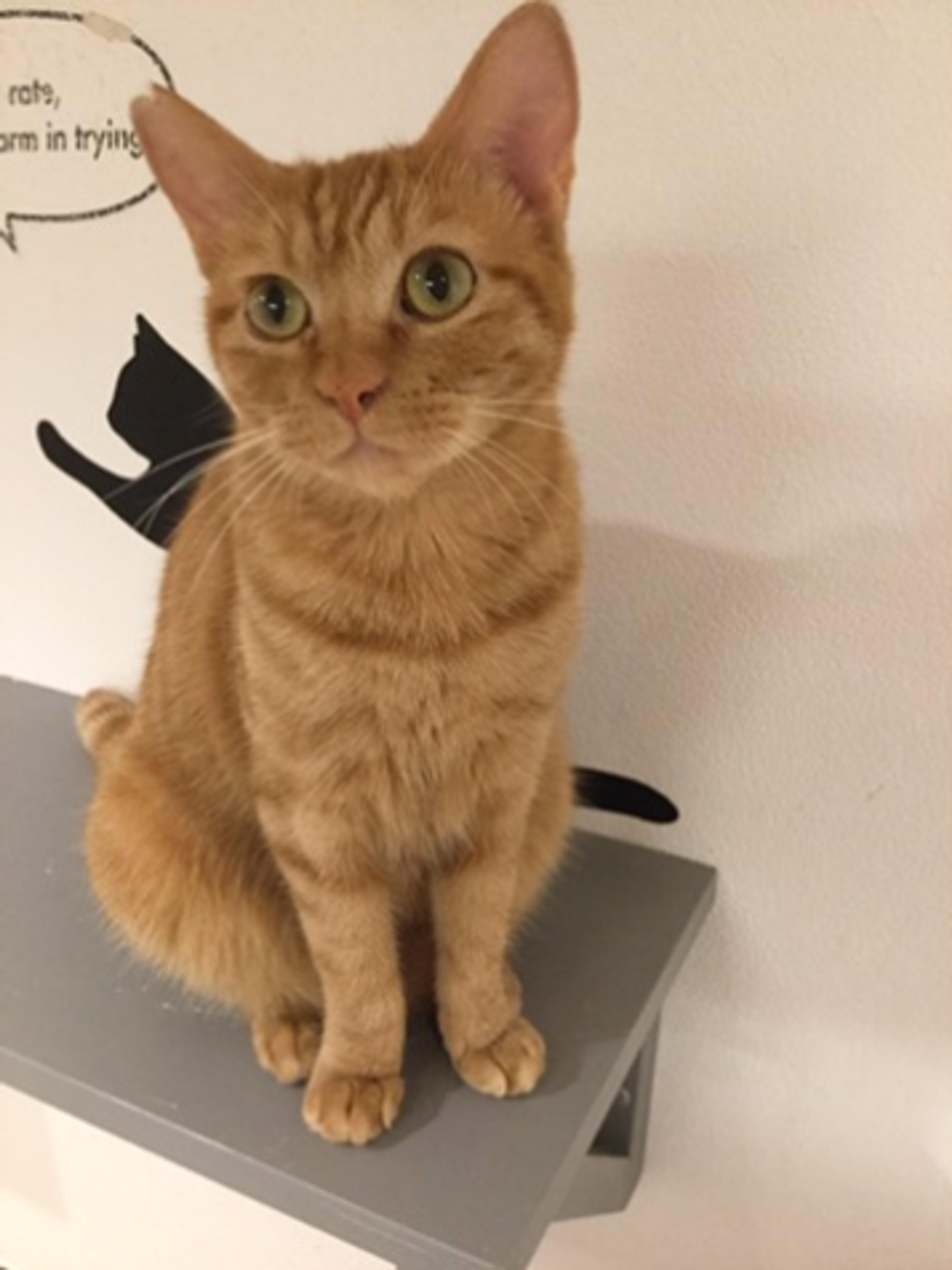 pet-image-2