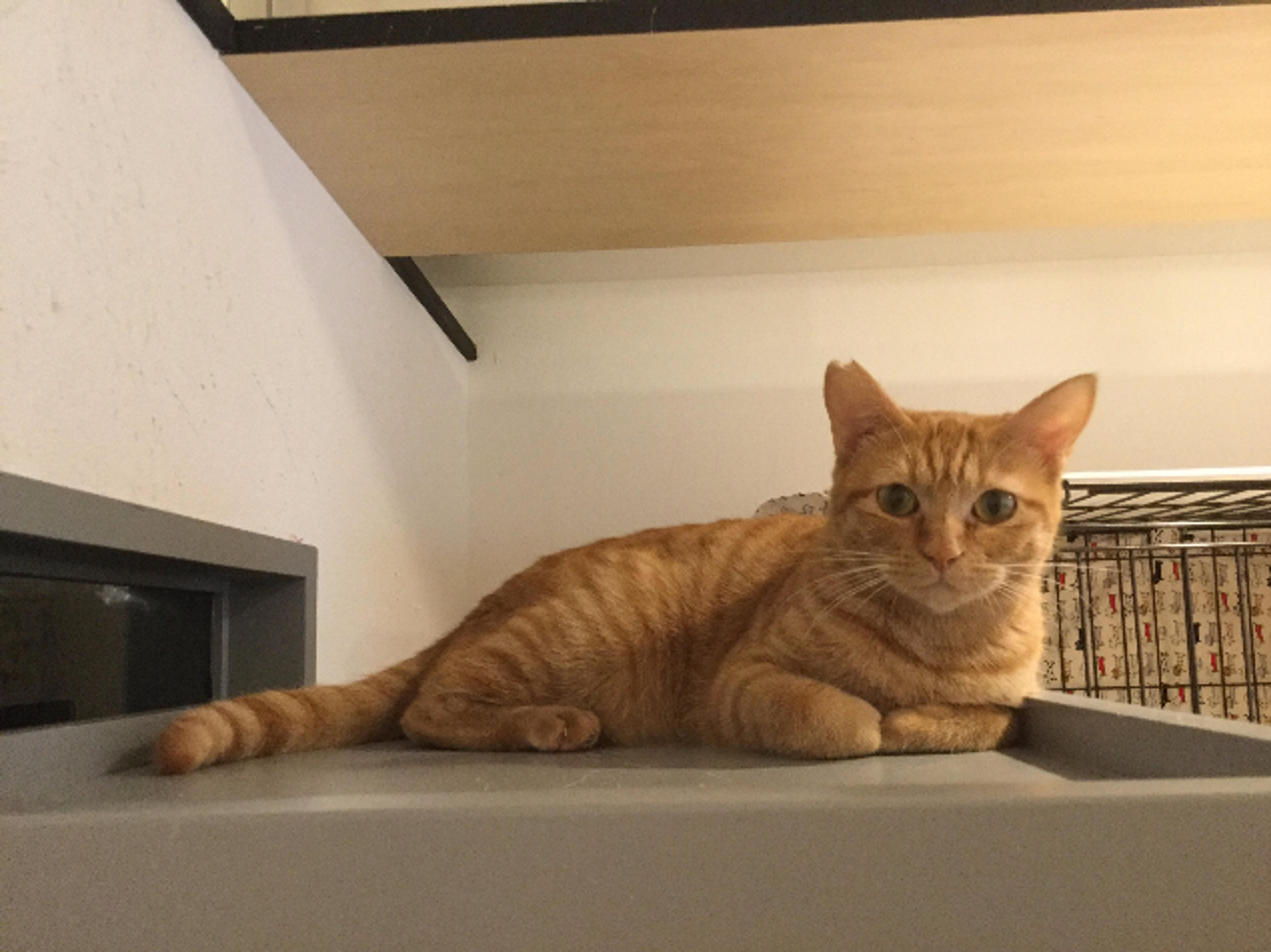 pet-image-3