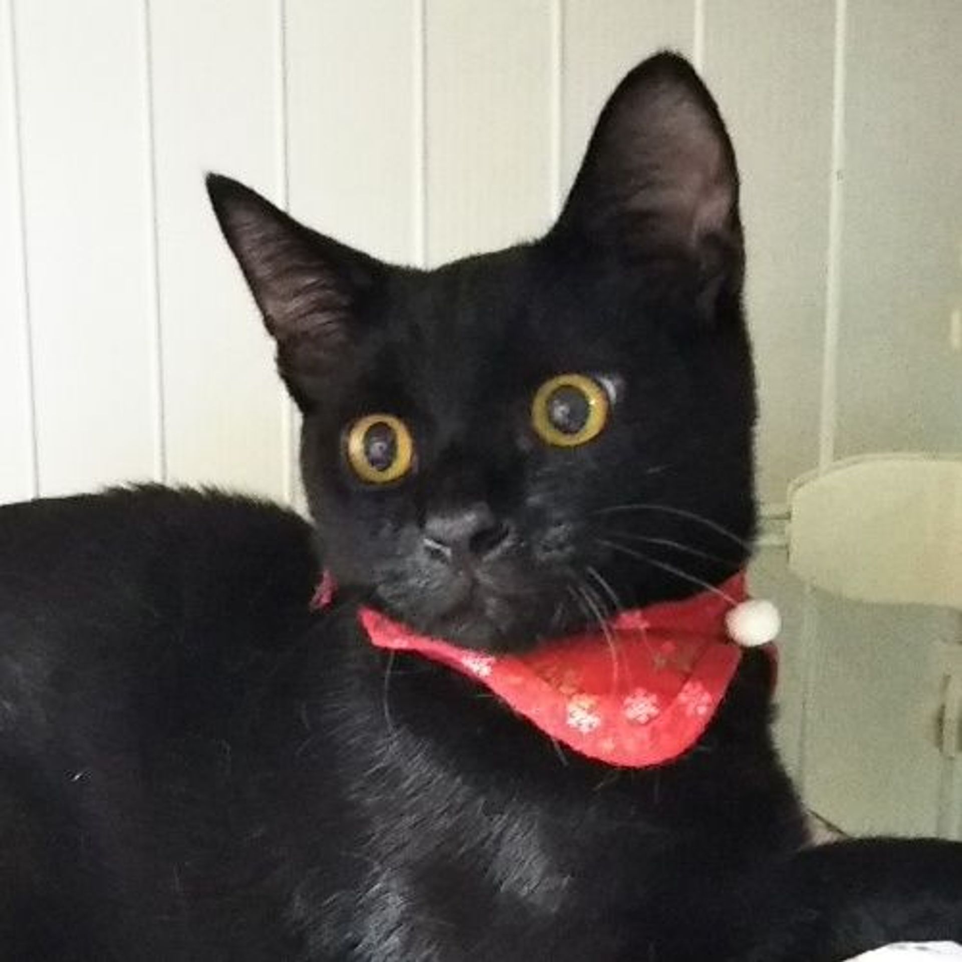 雑種（ミックス猫）・オスの里親募集の写真
