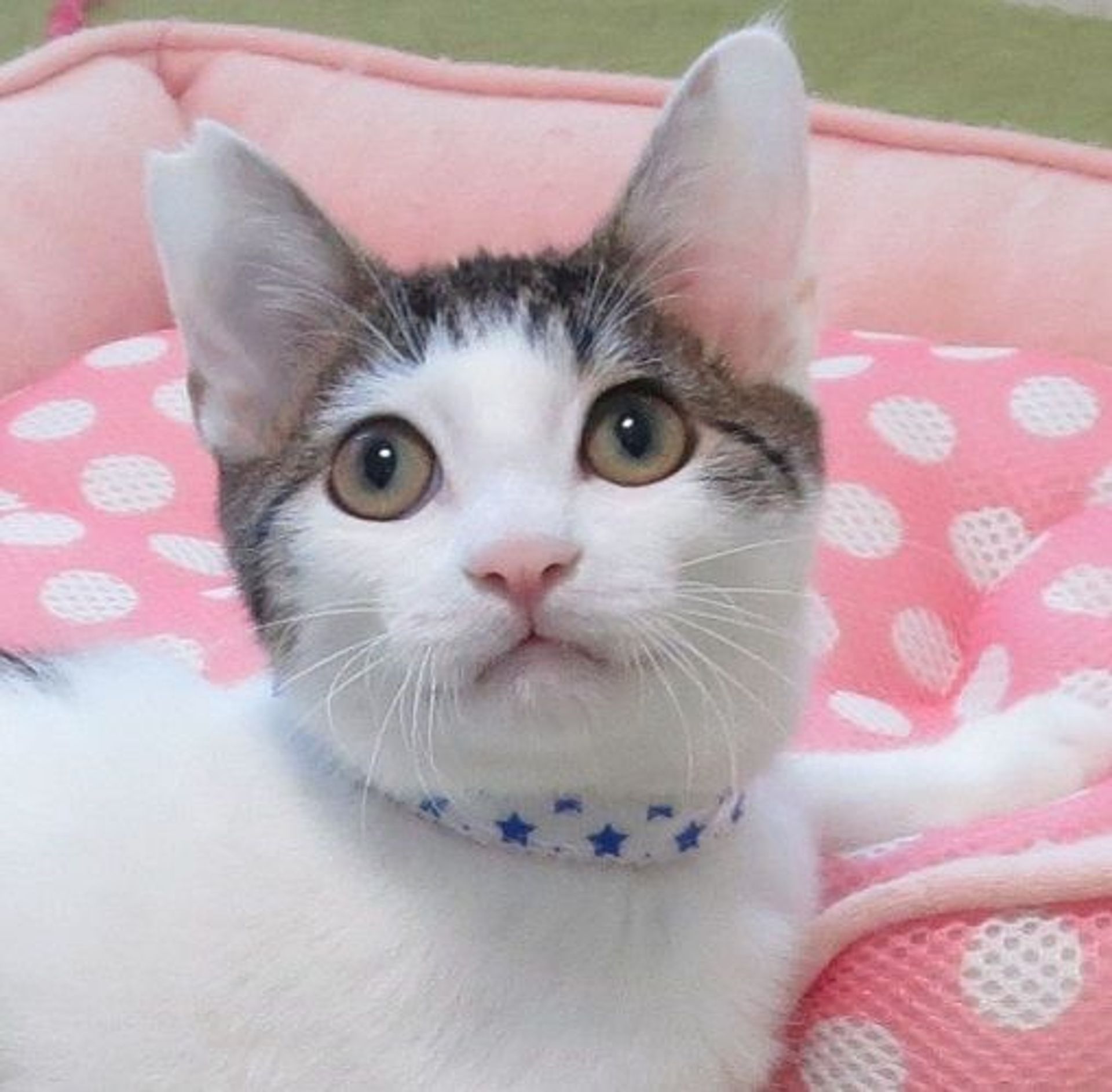 雑種（ミックス猫）・オスの里親募集の写真