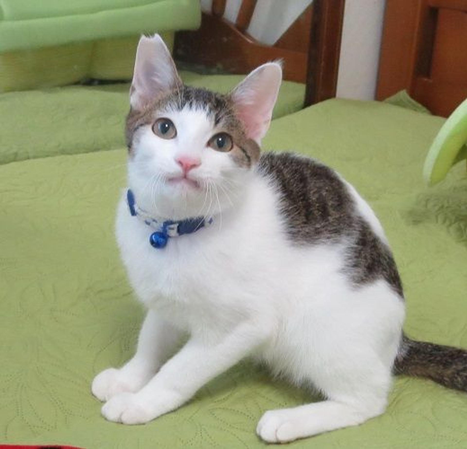 pet-image-3