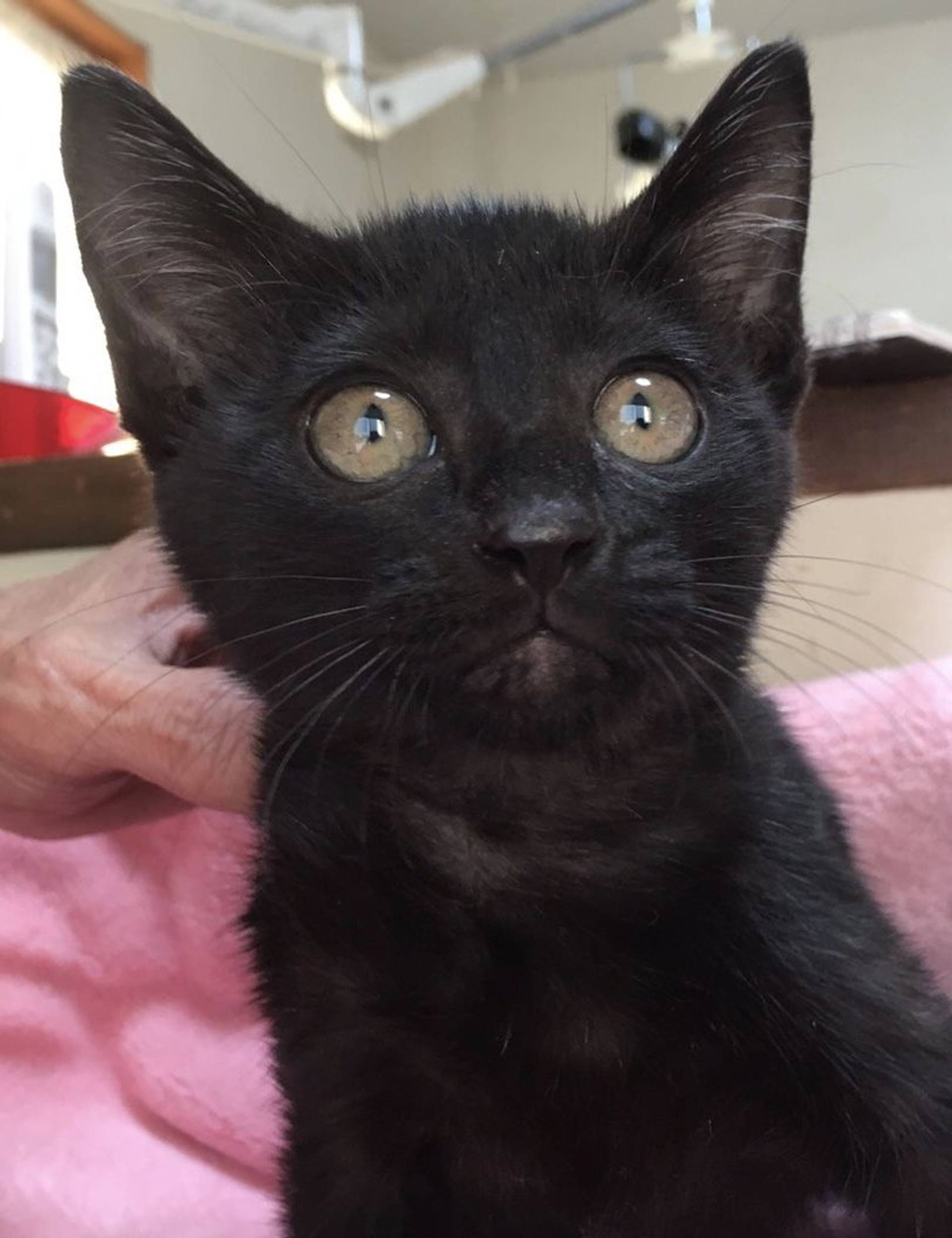 雑種（ミックス猫）・メスの里親募集の写真