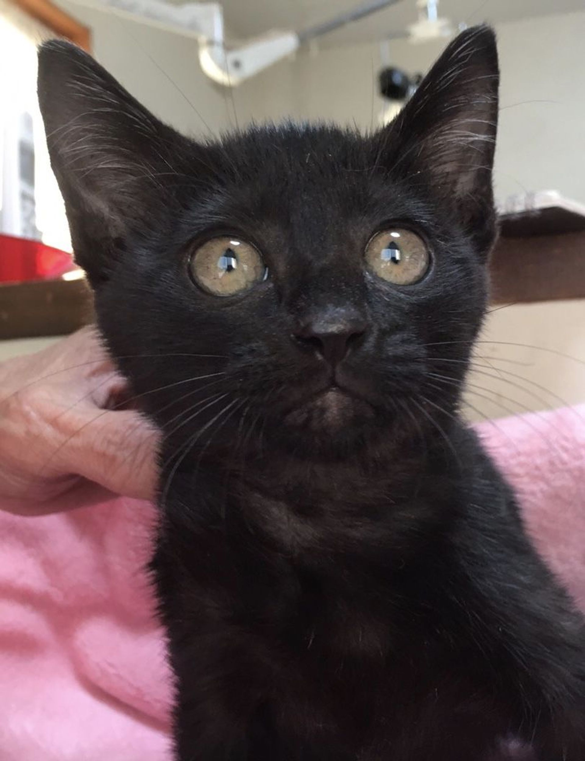 雑種（ミックス猫）・メスの里親募集の写真