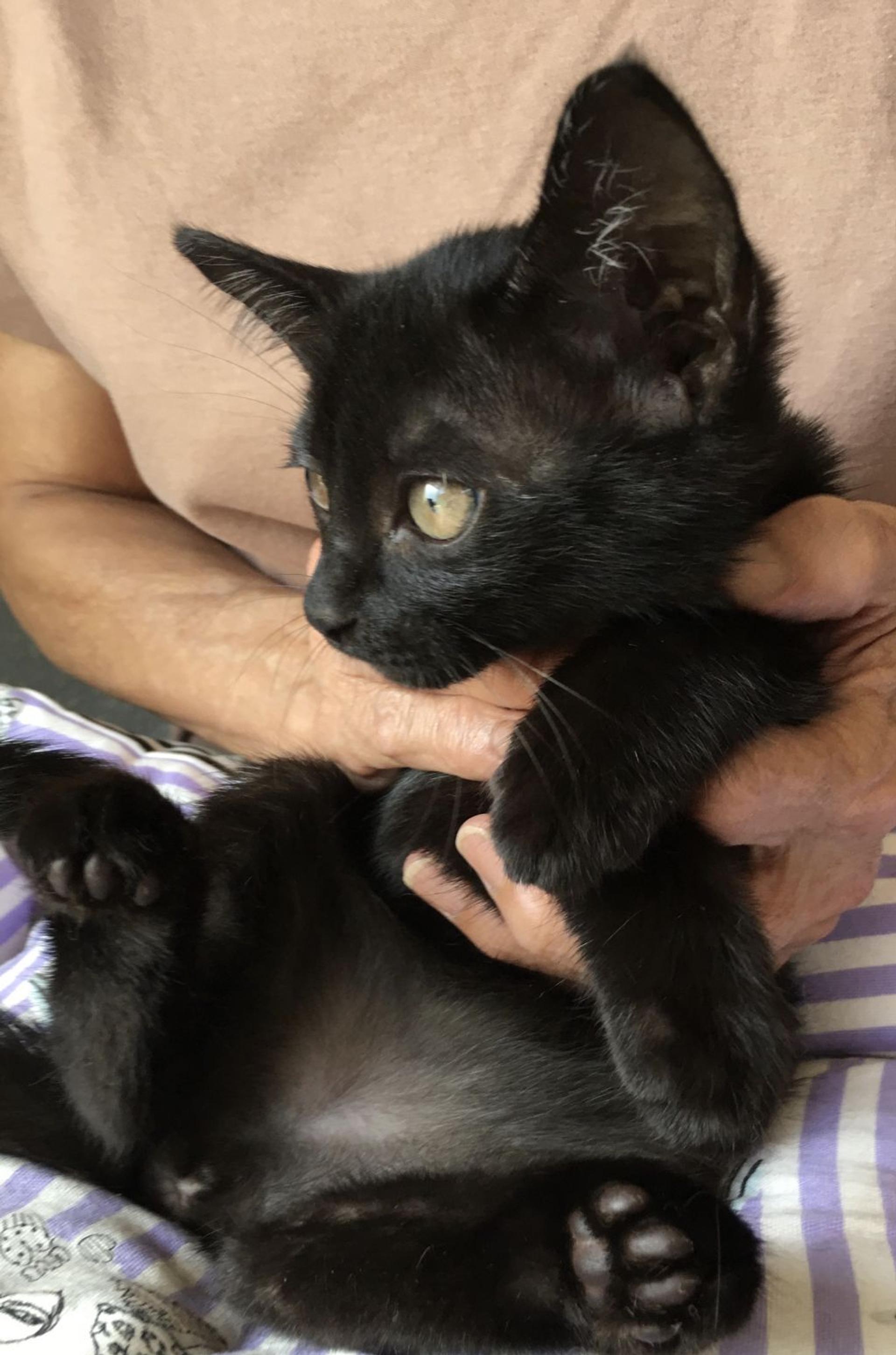 pet-image-2