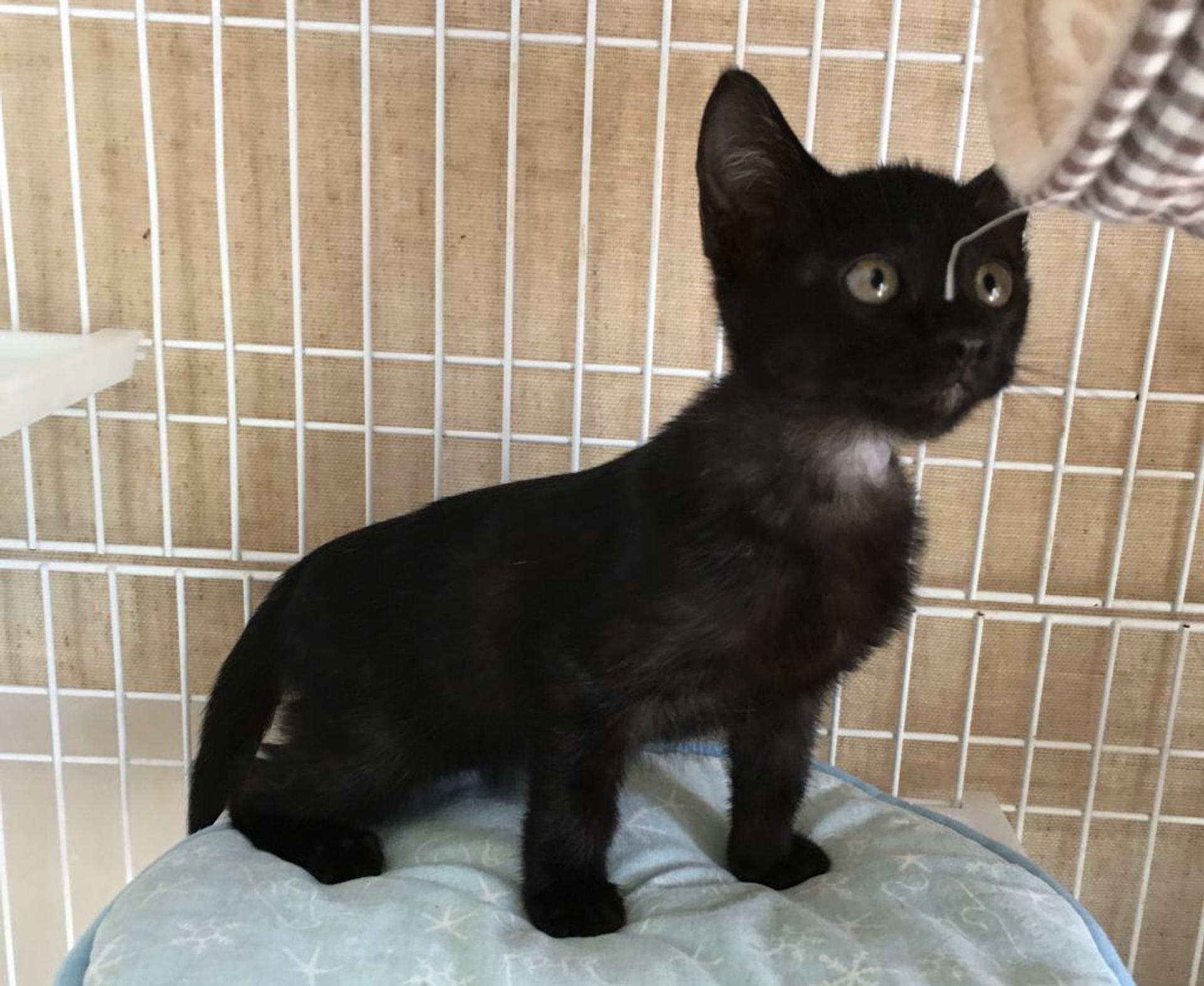 pet-image-3