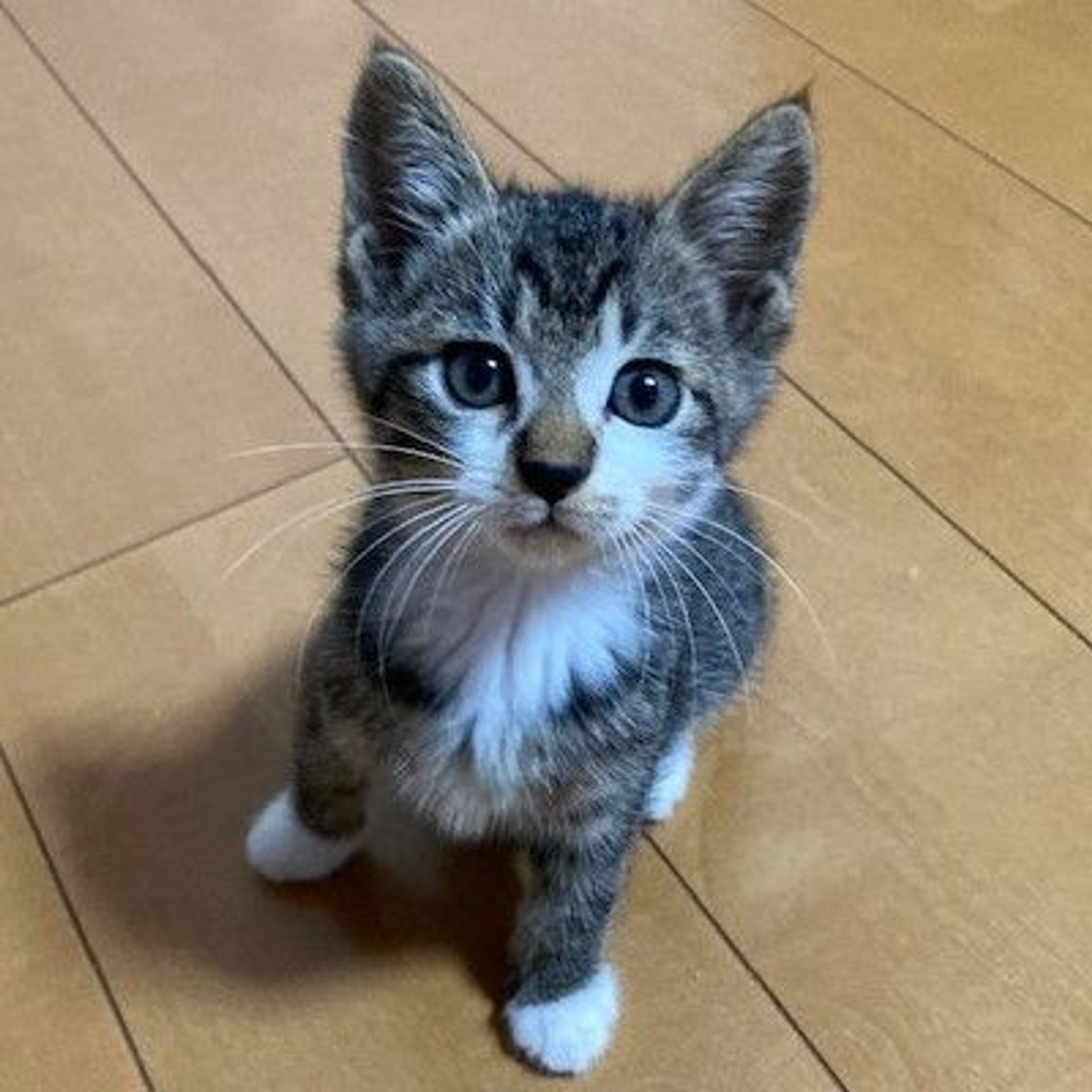 雑種（ミックス猫）・メスの里親募集の写真