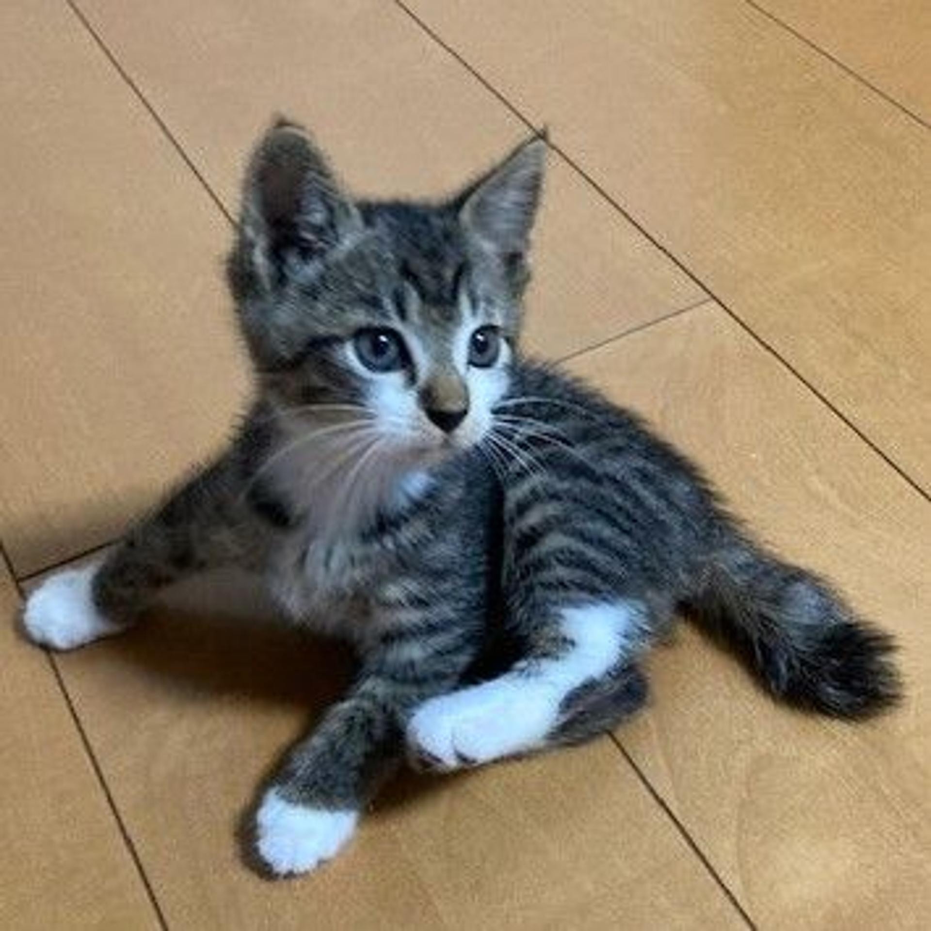 pet-image-4