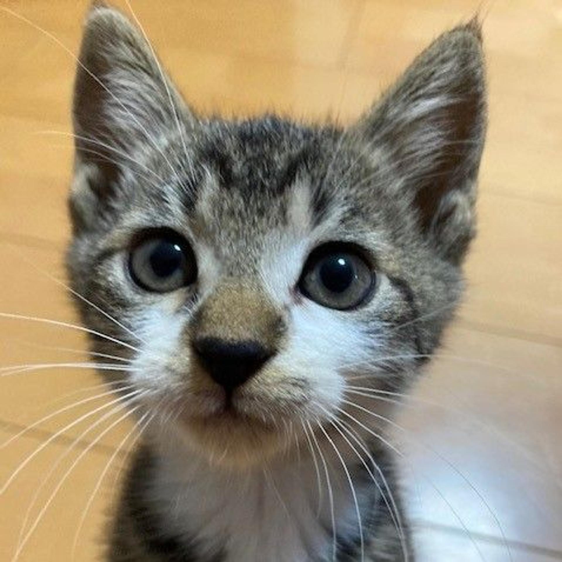 pet-image-6