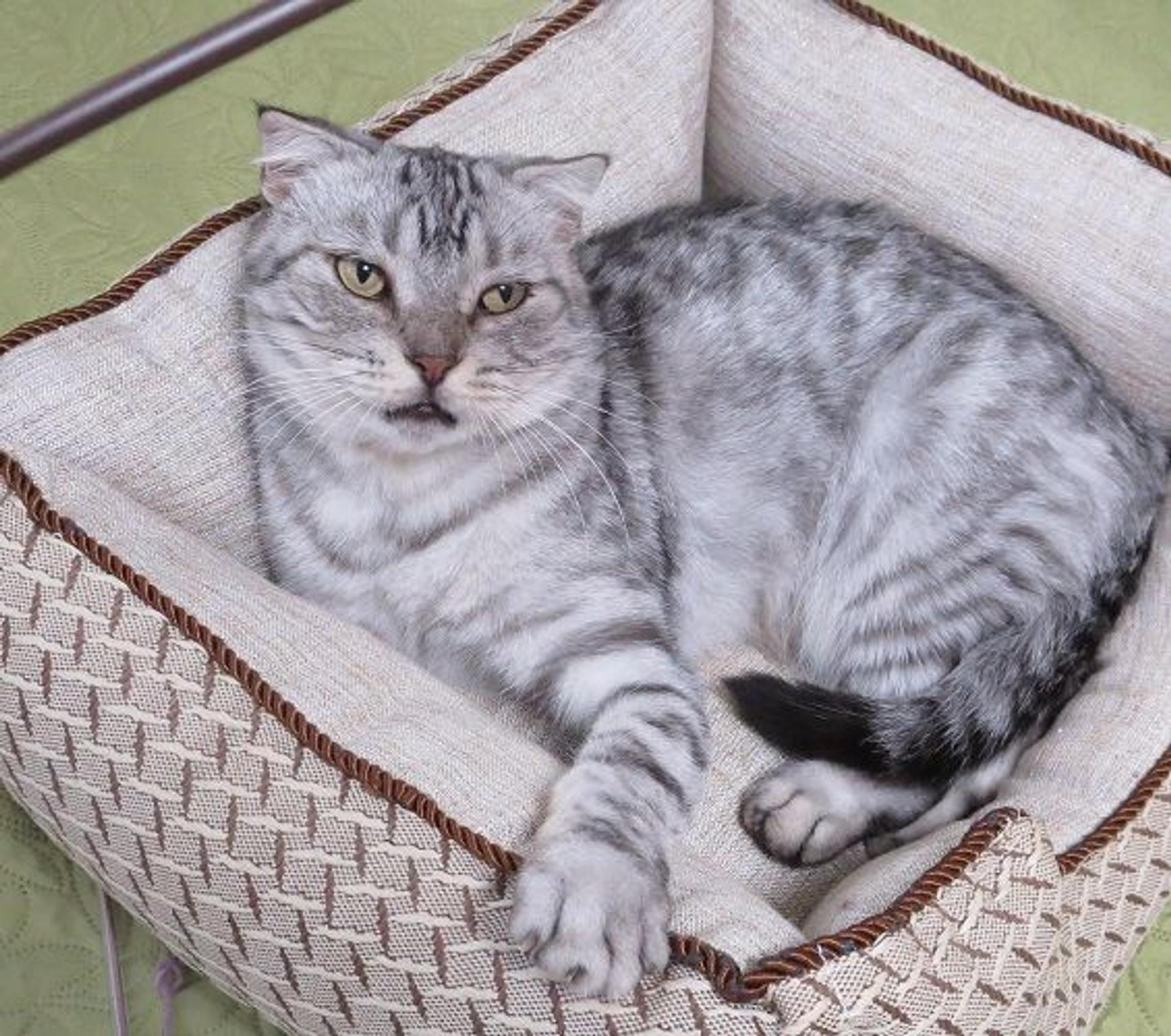 pet-image-4