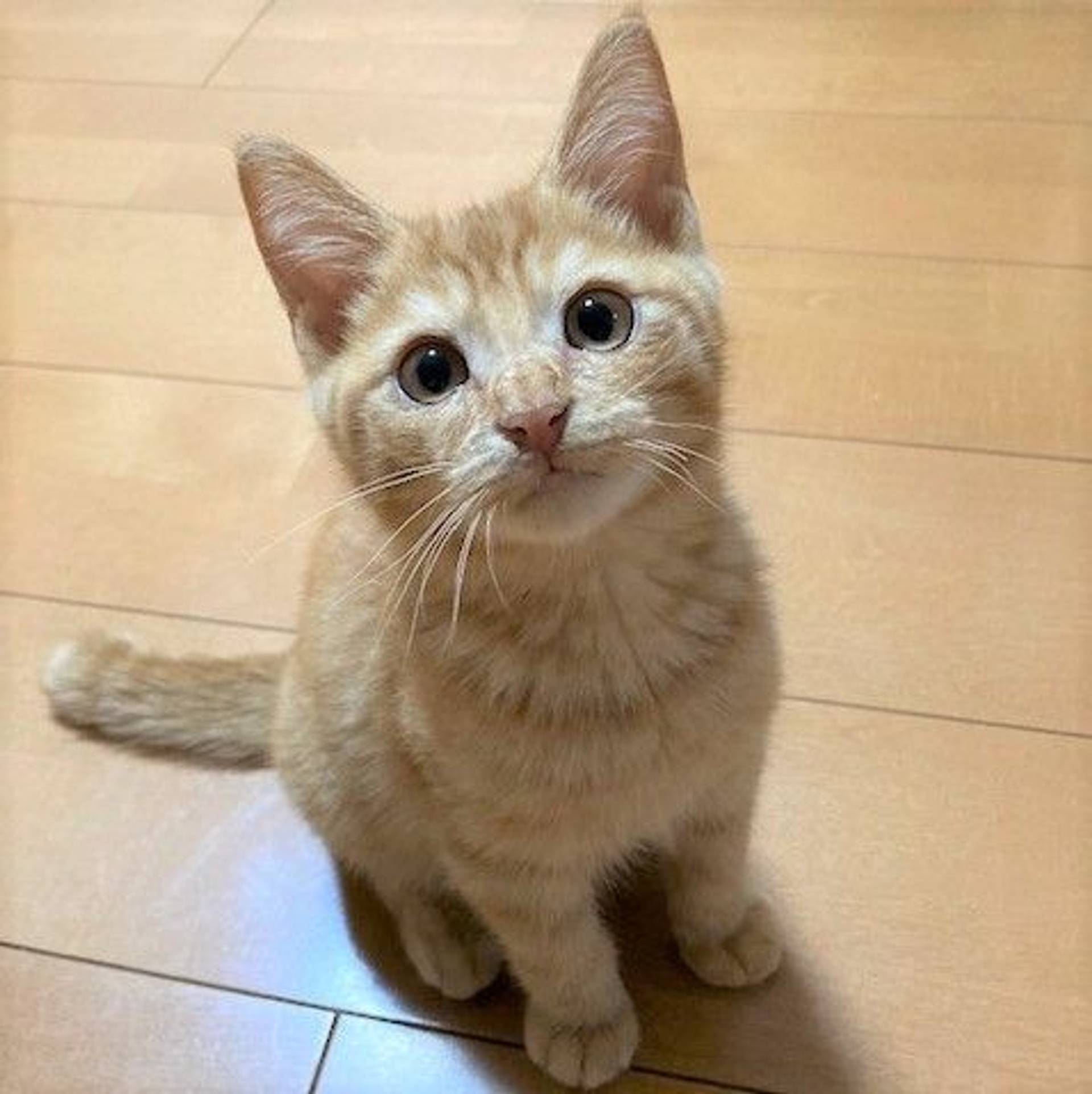 雑種（ミックス猫）・オスの里親募集の写真