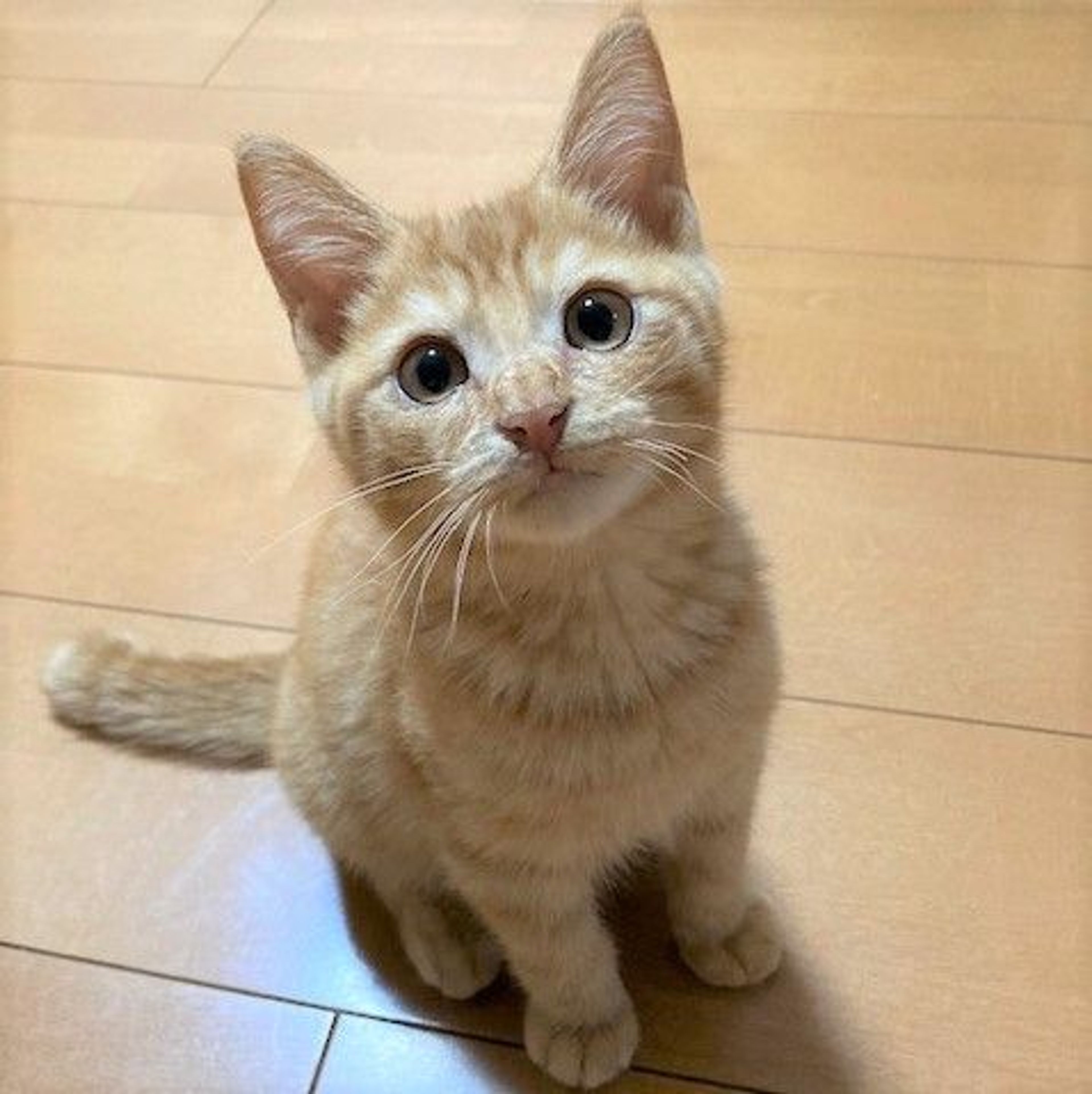 雑種（ミックス猫）・オスの里親募集の写真