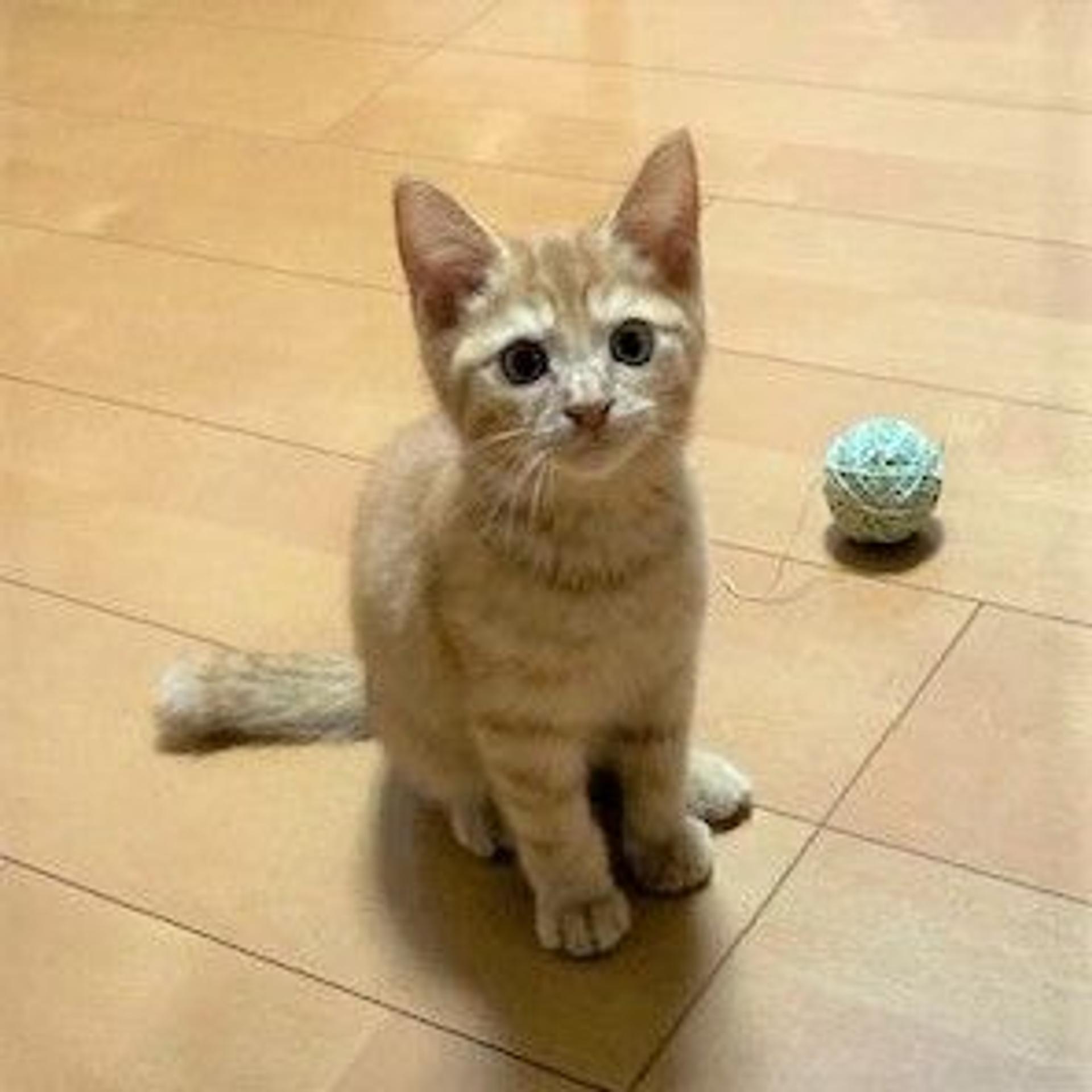 pet-image-3