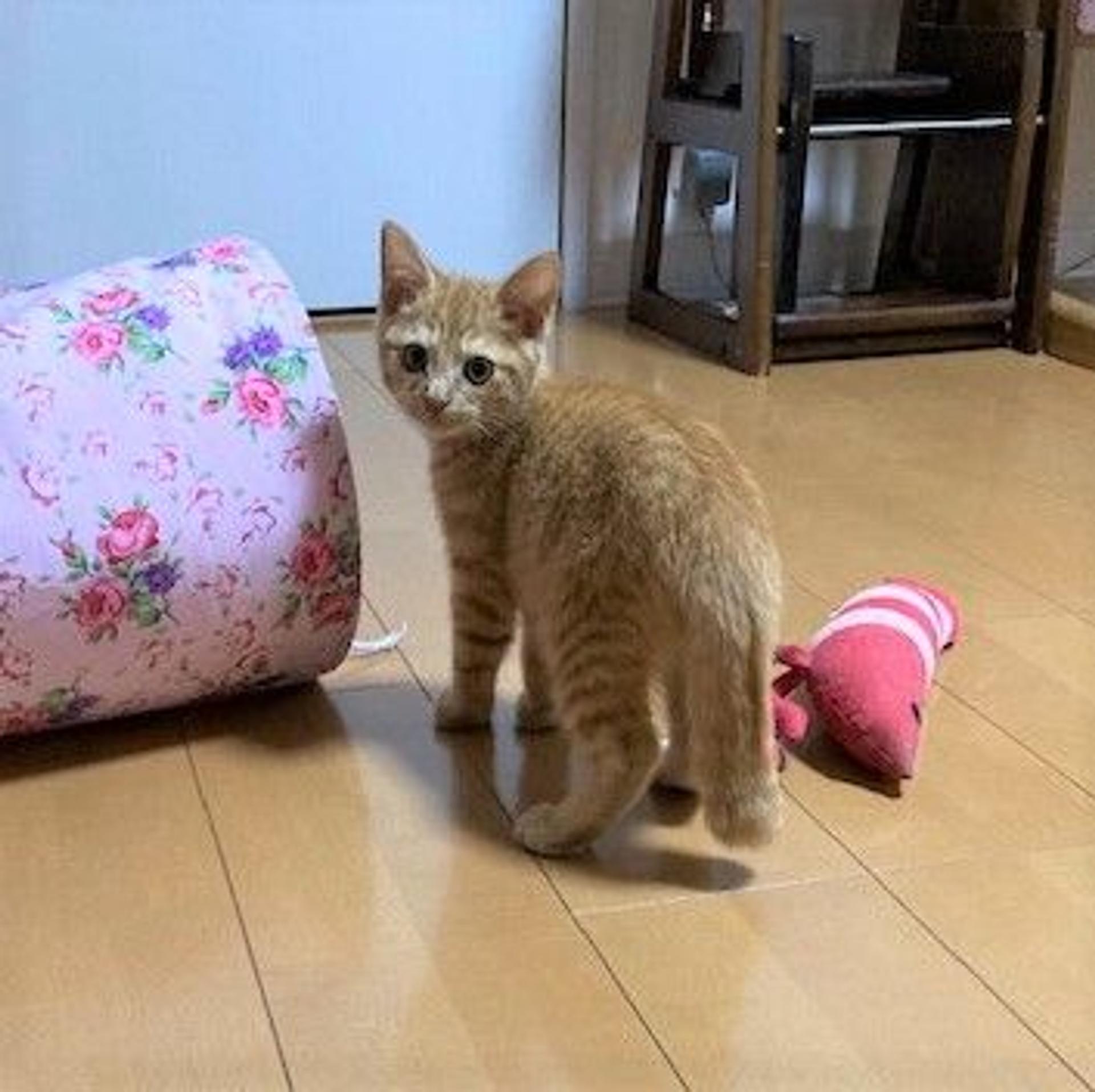 pet-image-4