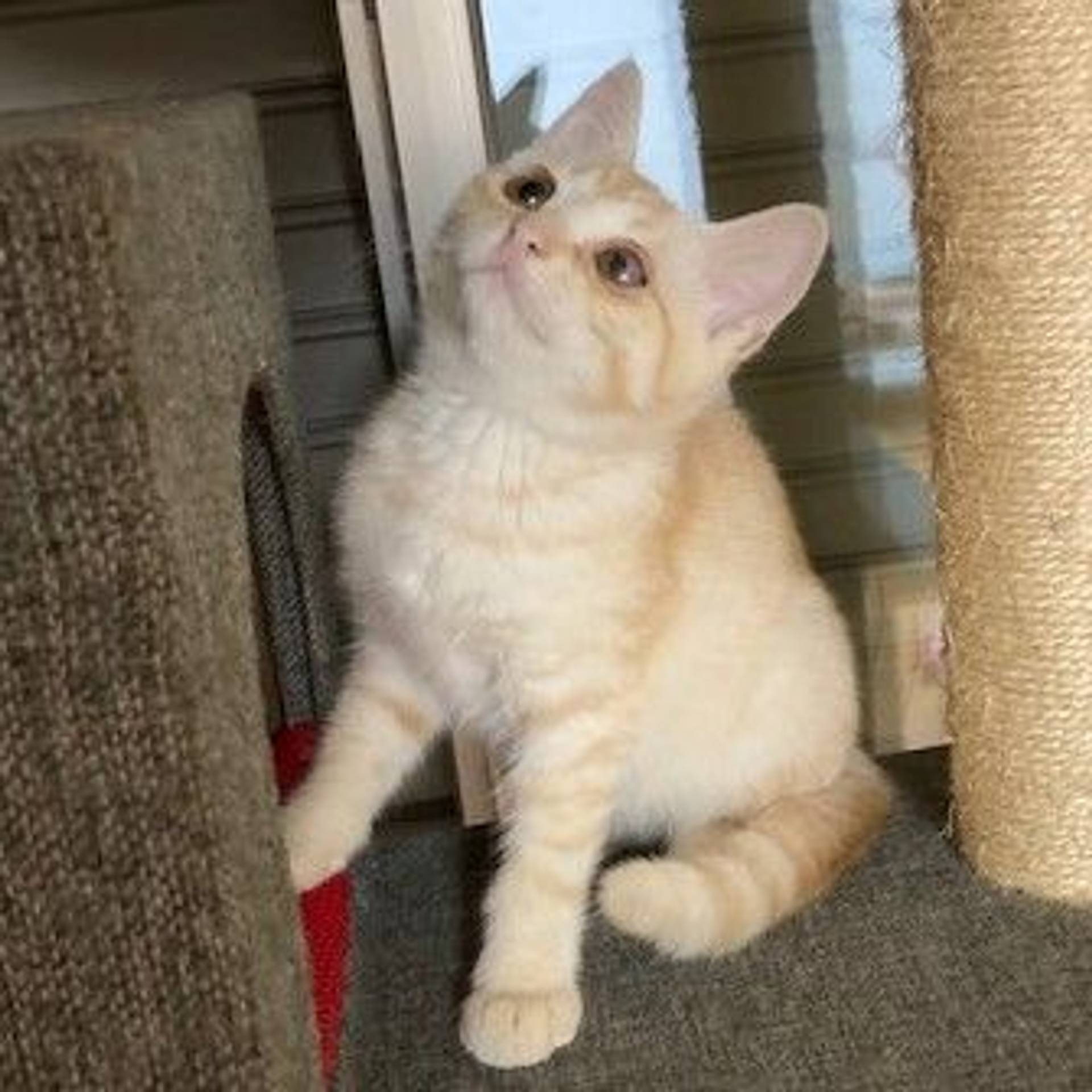 雑種（ミックス猫）・メスの里親募集の写真
