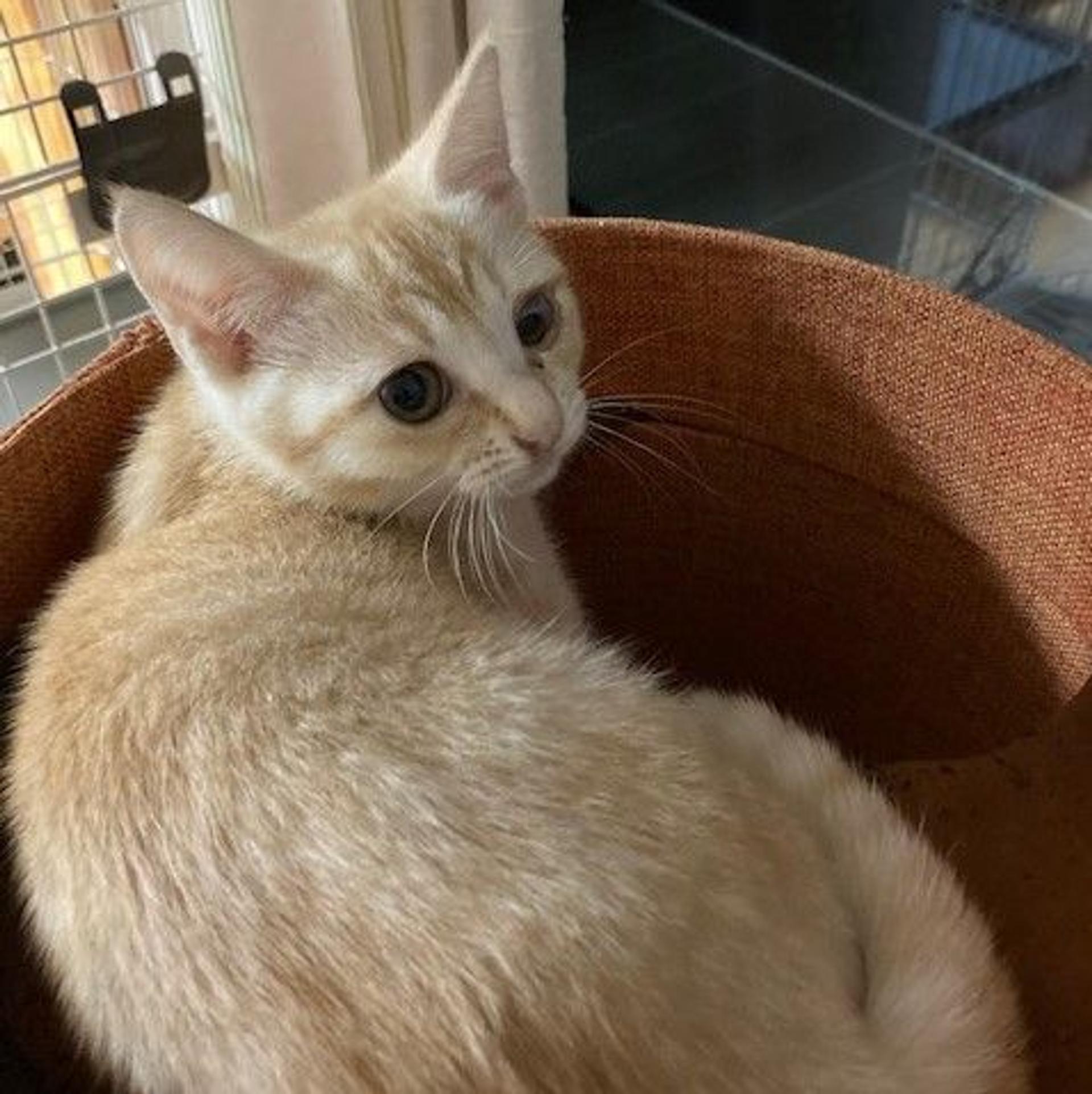 pet-image-2