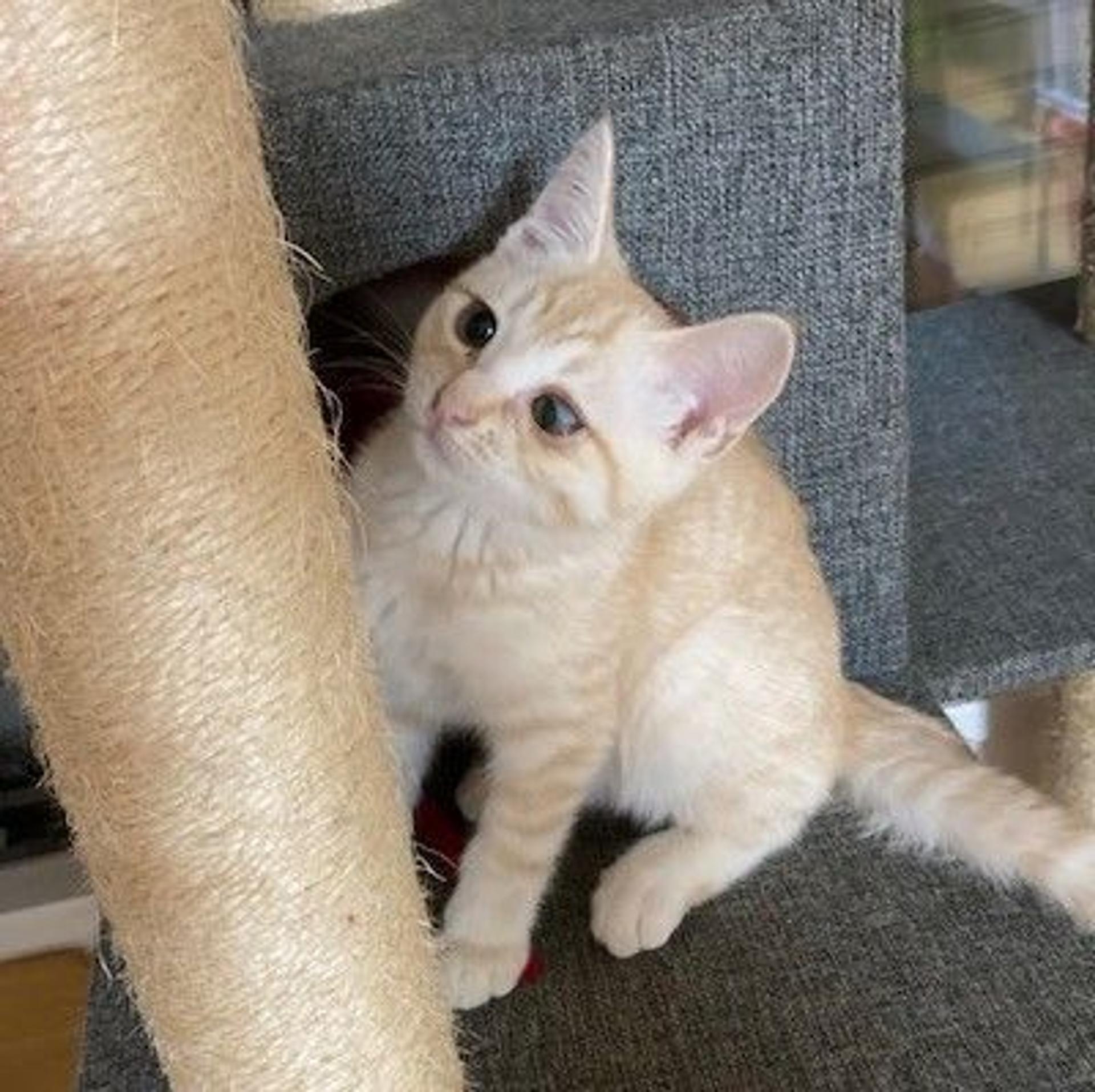 pet-image-4