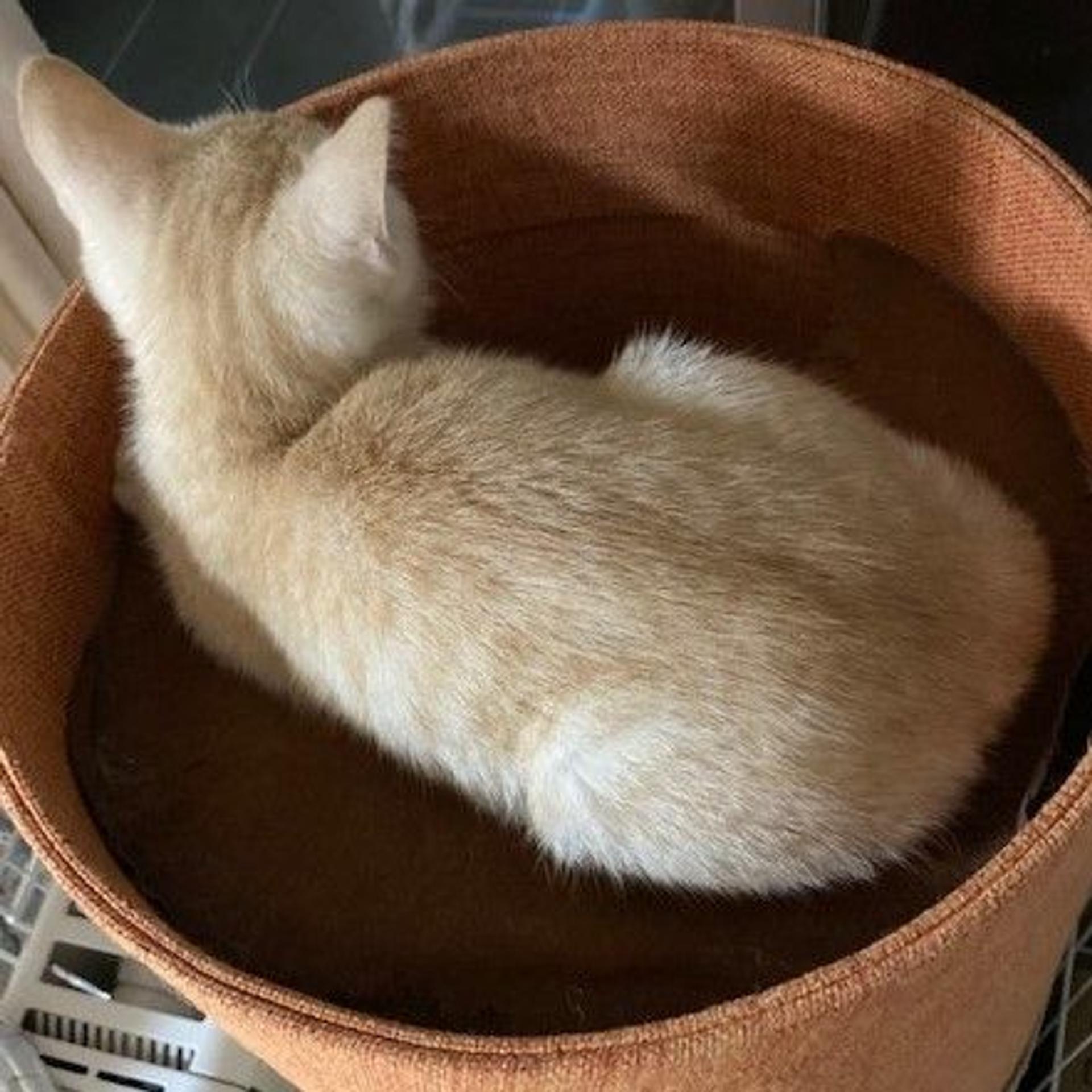 pet-image-9