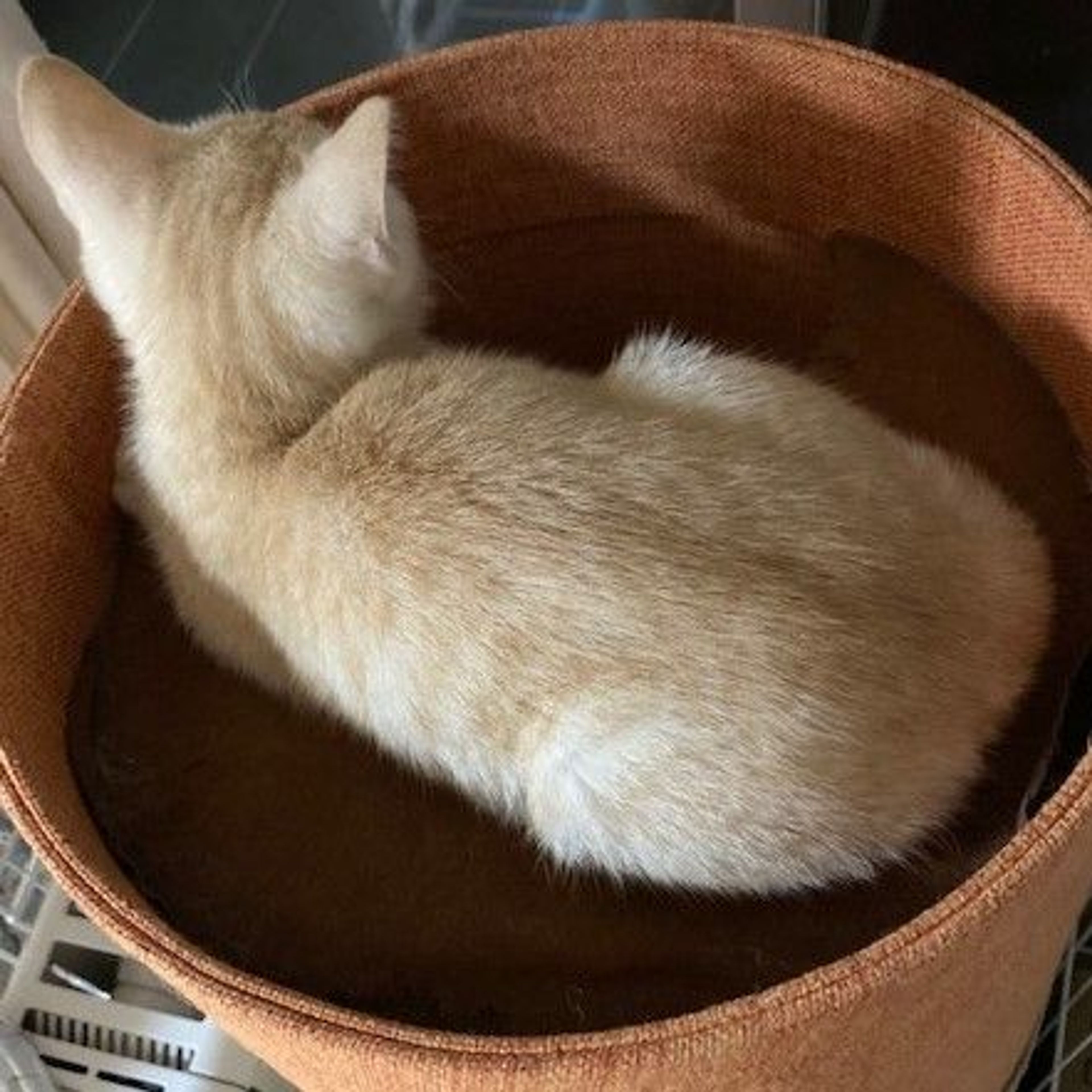 pet-image-9