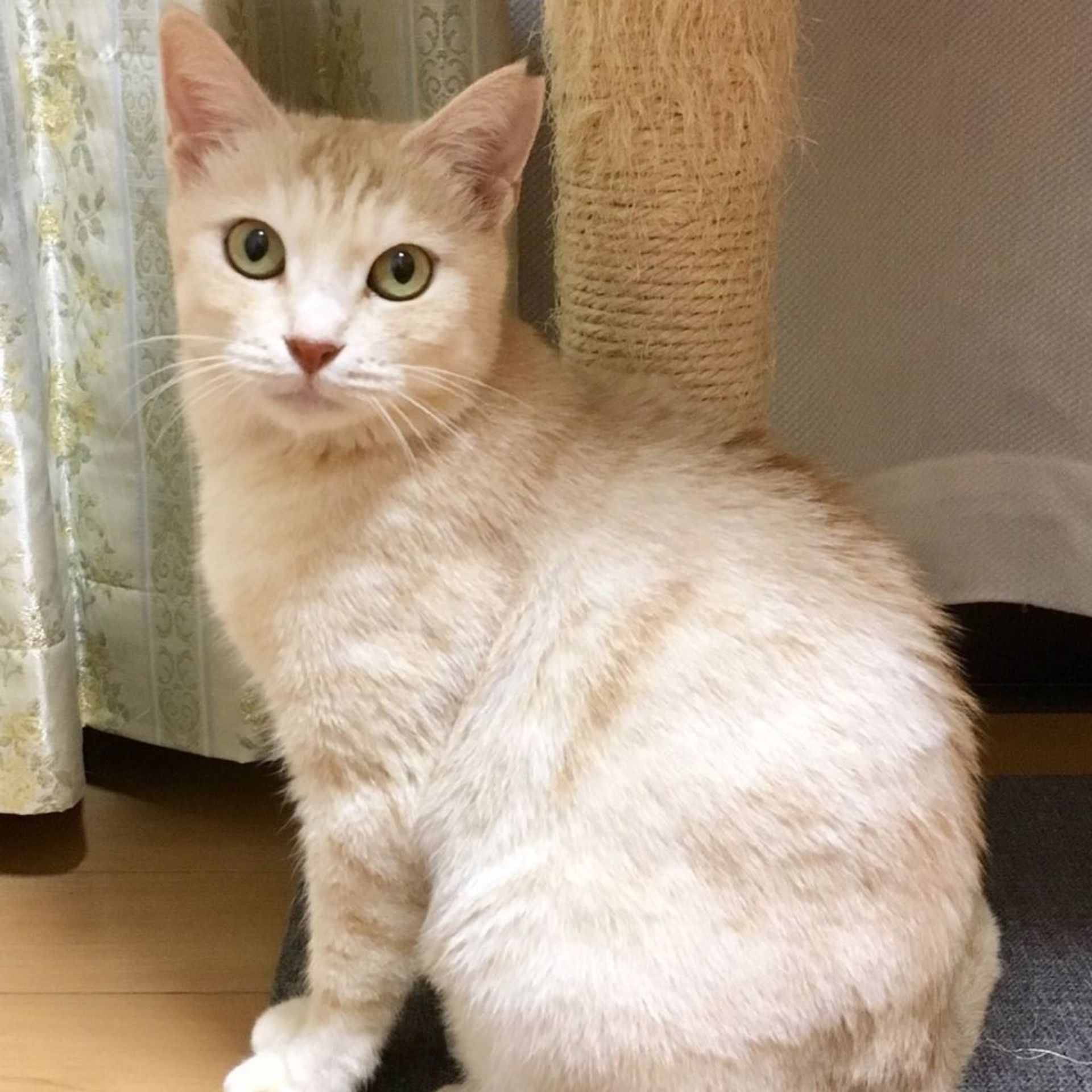 雑種（ミックス猫）・メスの里親募集の写真