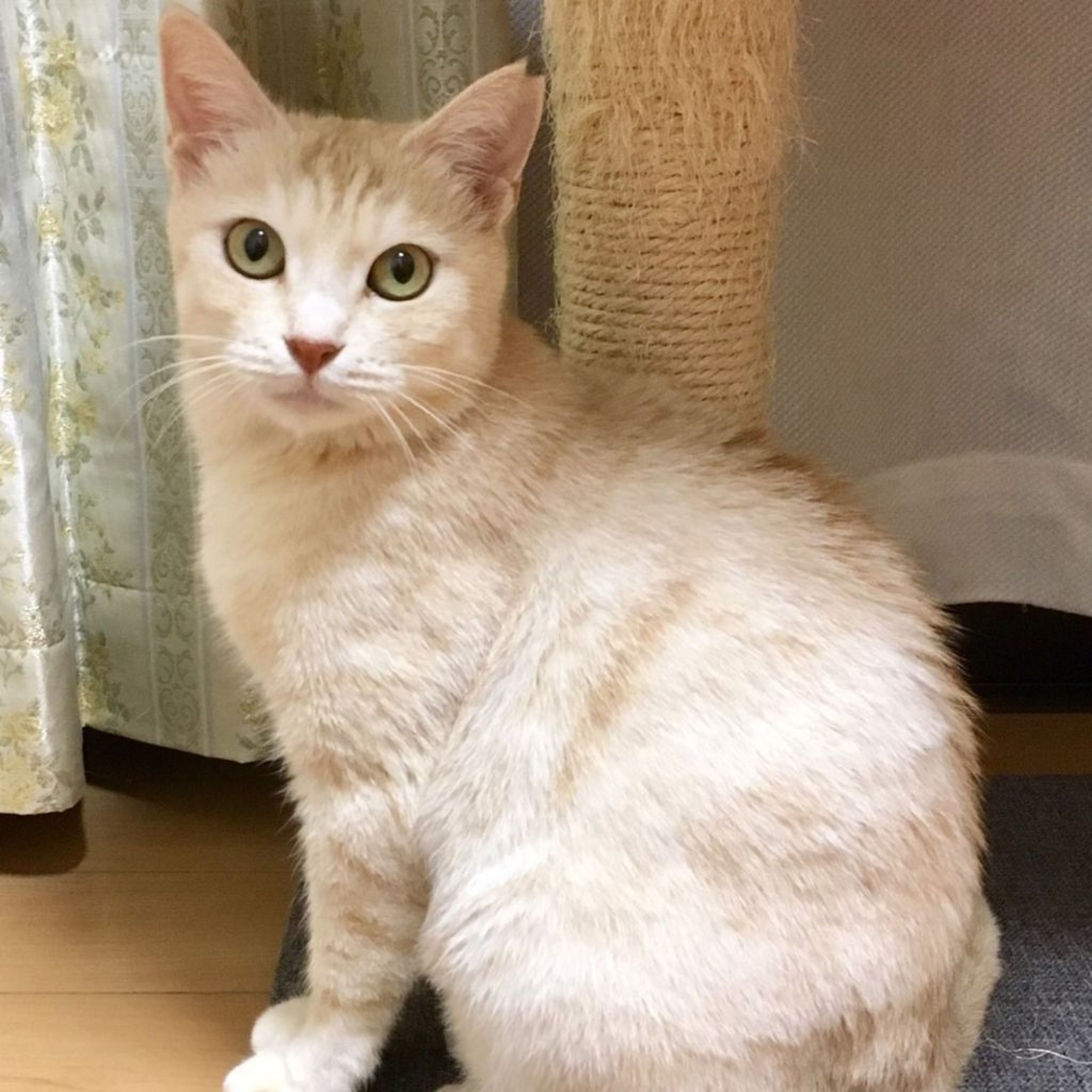 雑種（ミックス猫）・メスの里親募集の写真