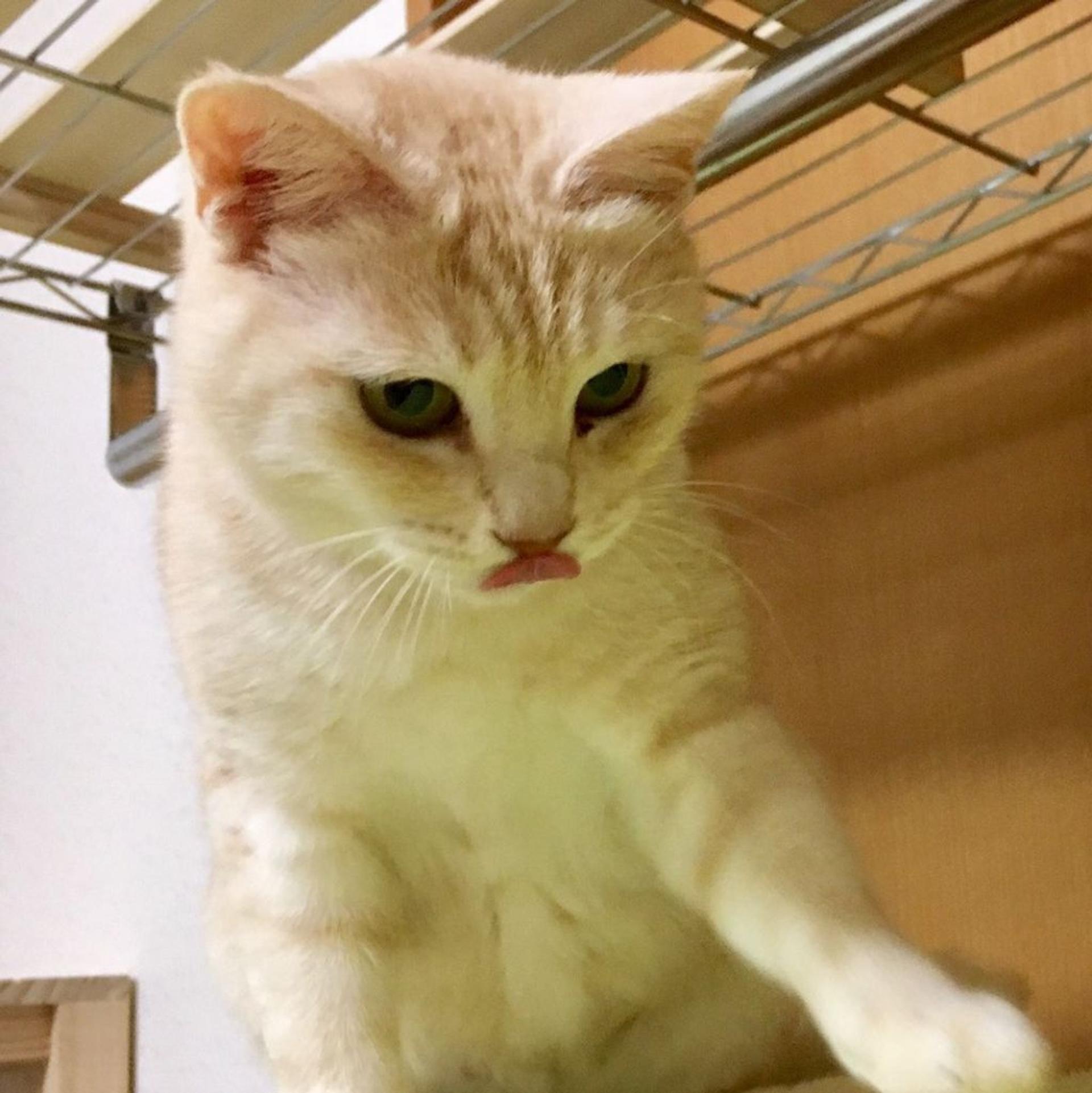 pet-image-3
