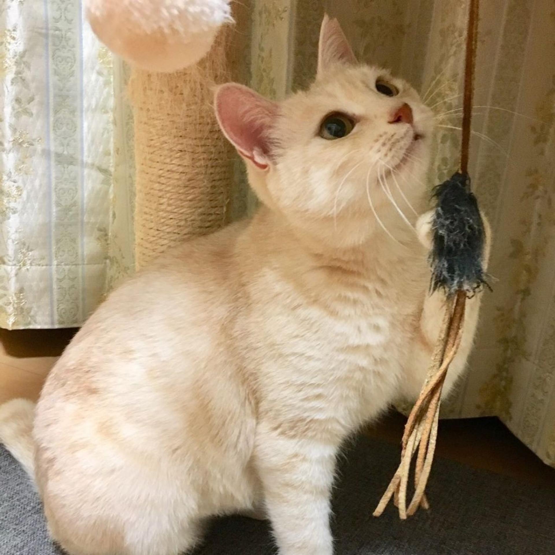 pet-image-4