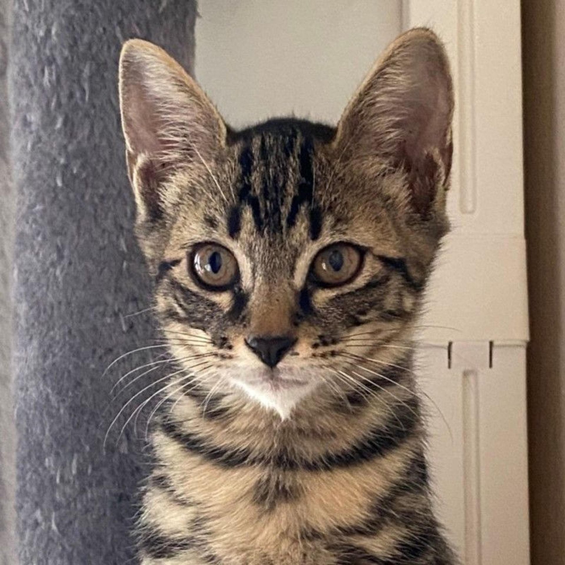 雑種（ミックス猫）・オスの里親募集の写真