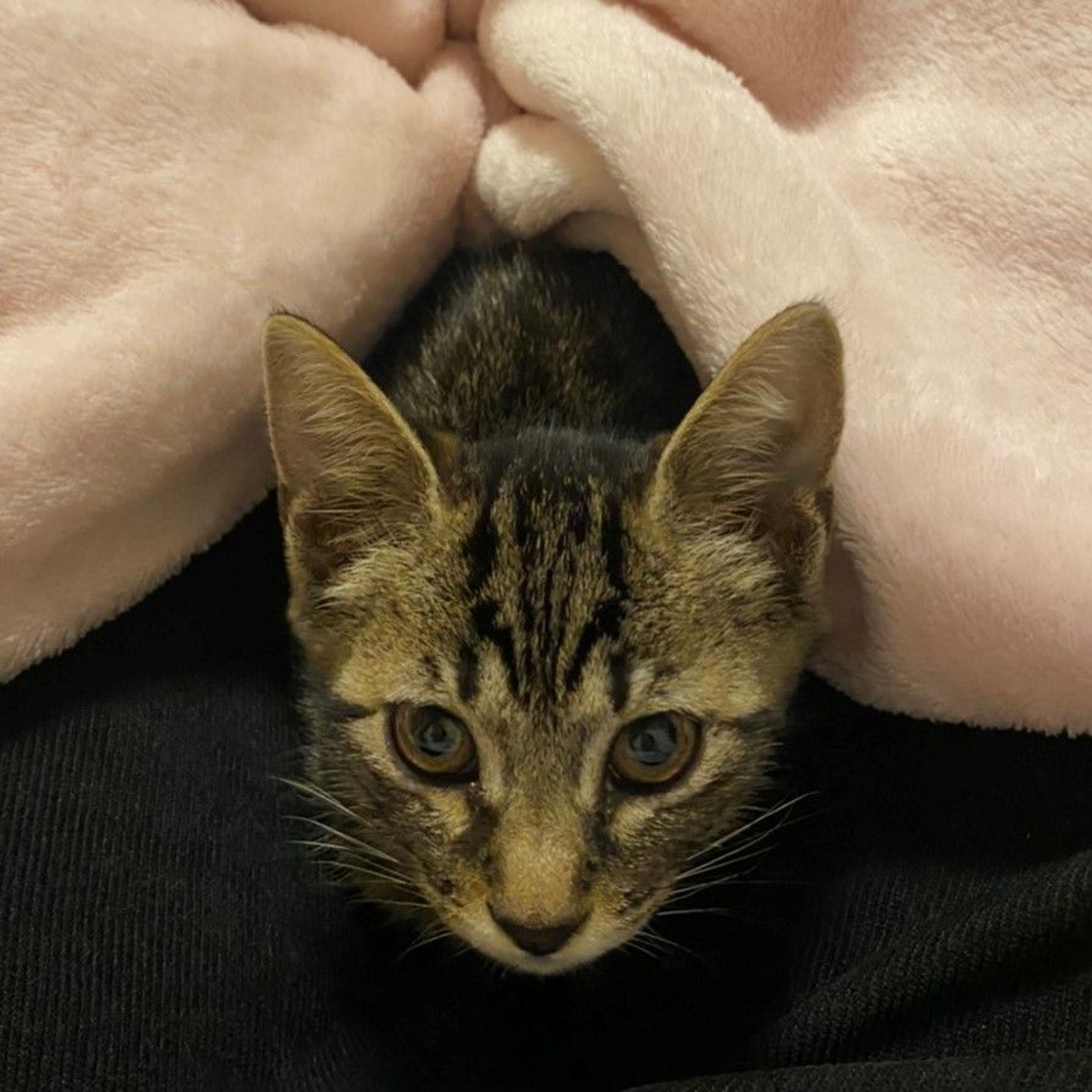 pet-image-4
