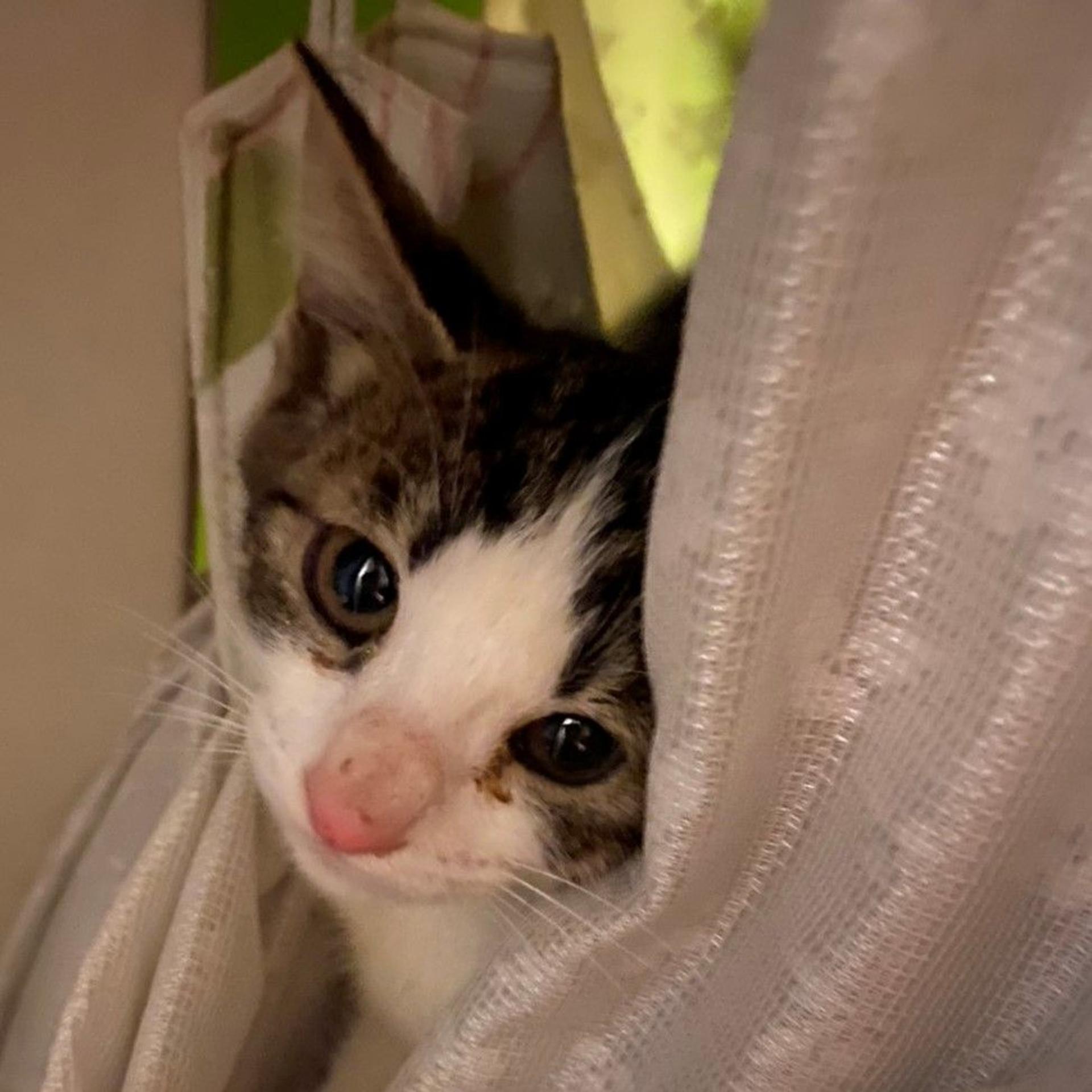 pet-image-3