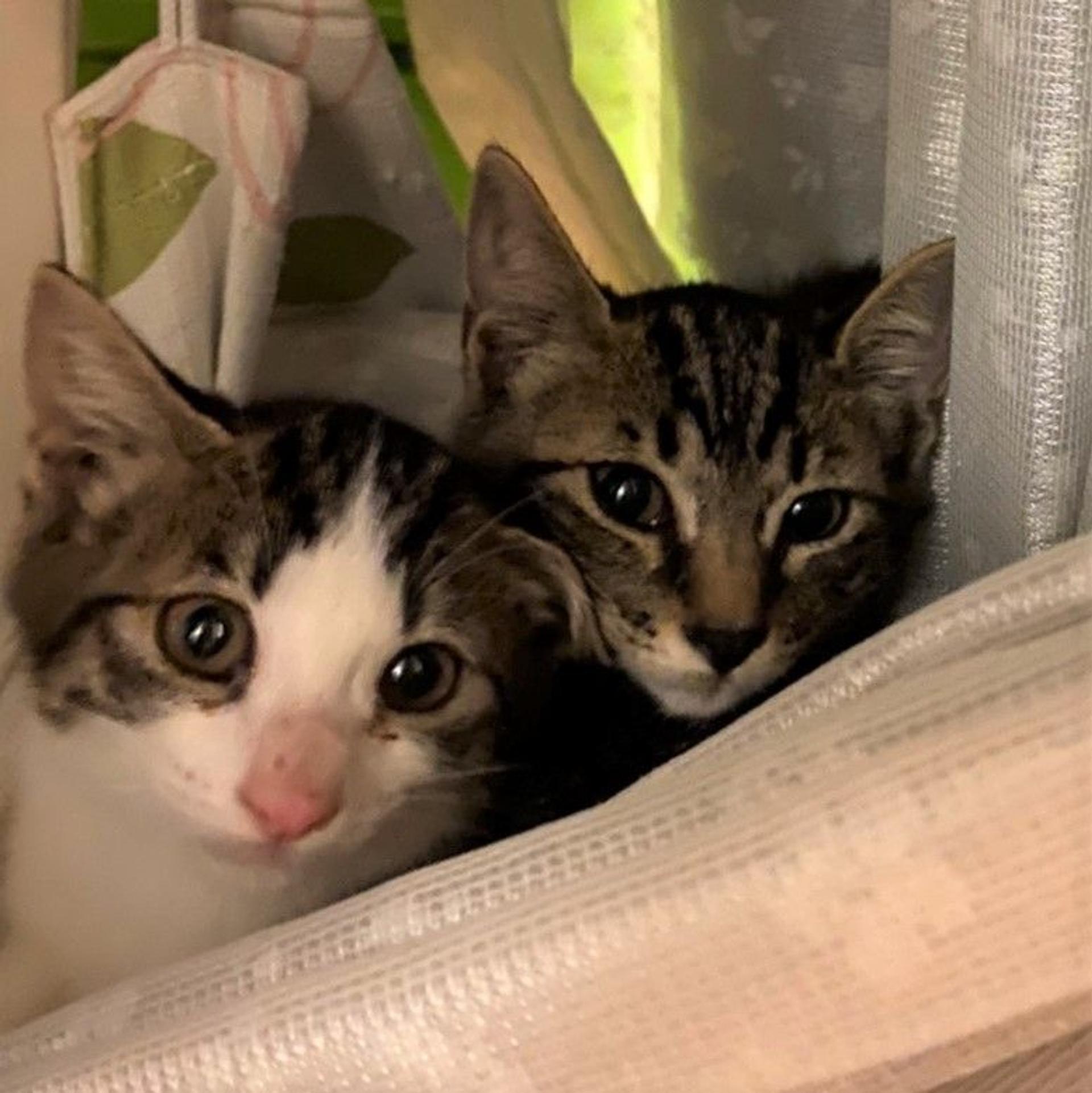 pet-image-4