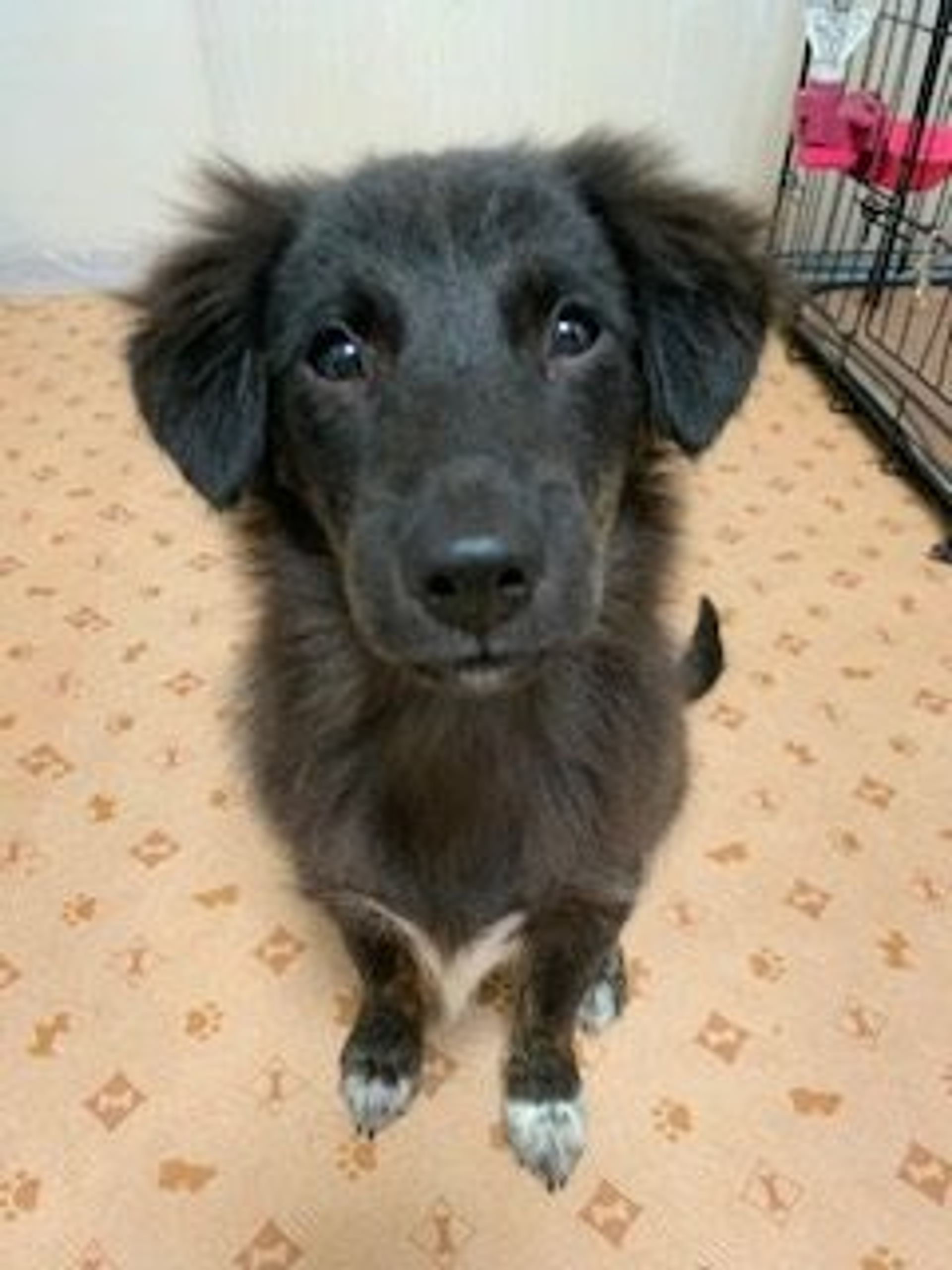 雑種（ミックス犬）・オスの里親募集の写真