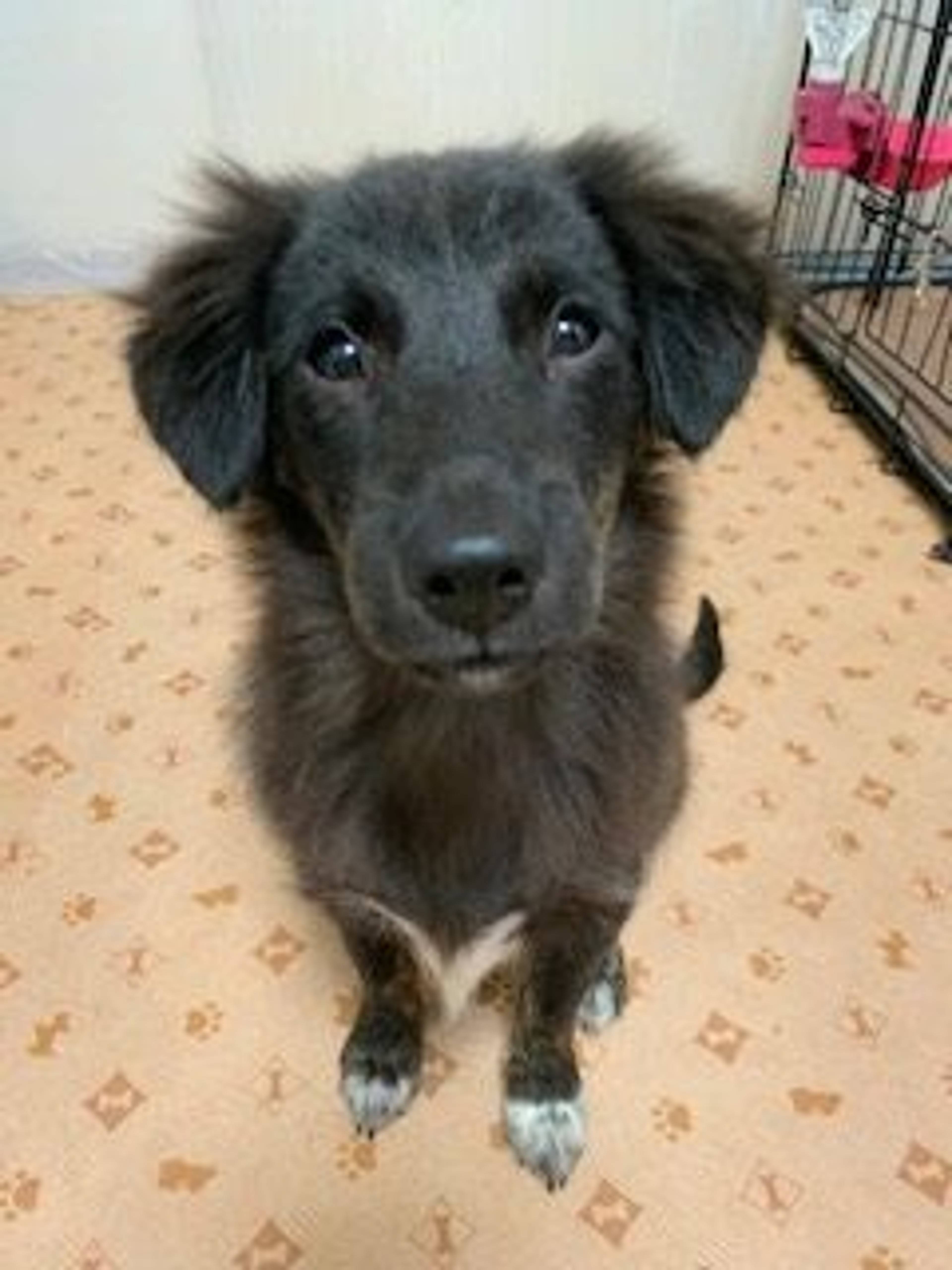 雑種（ミックス犬）・オスの里親募集の写真