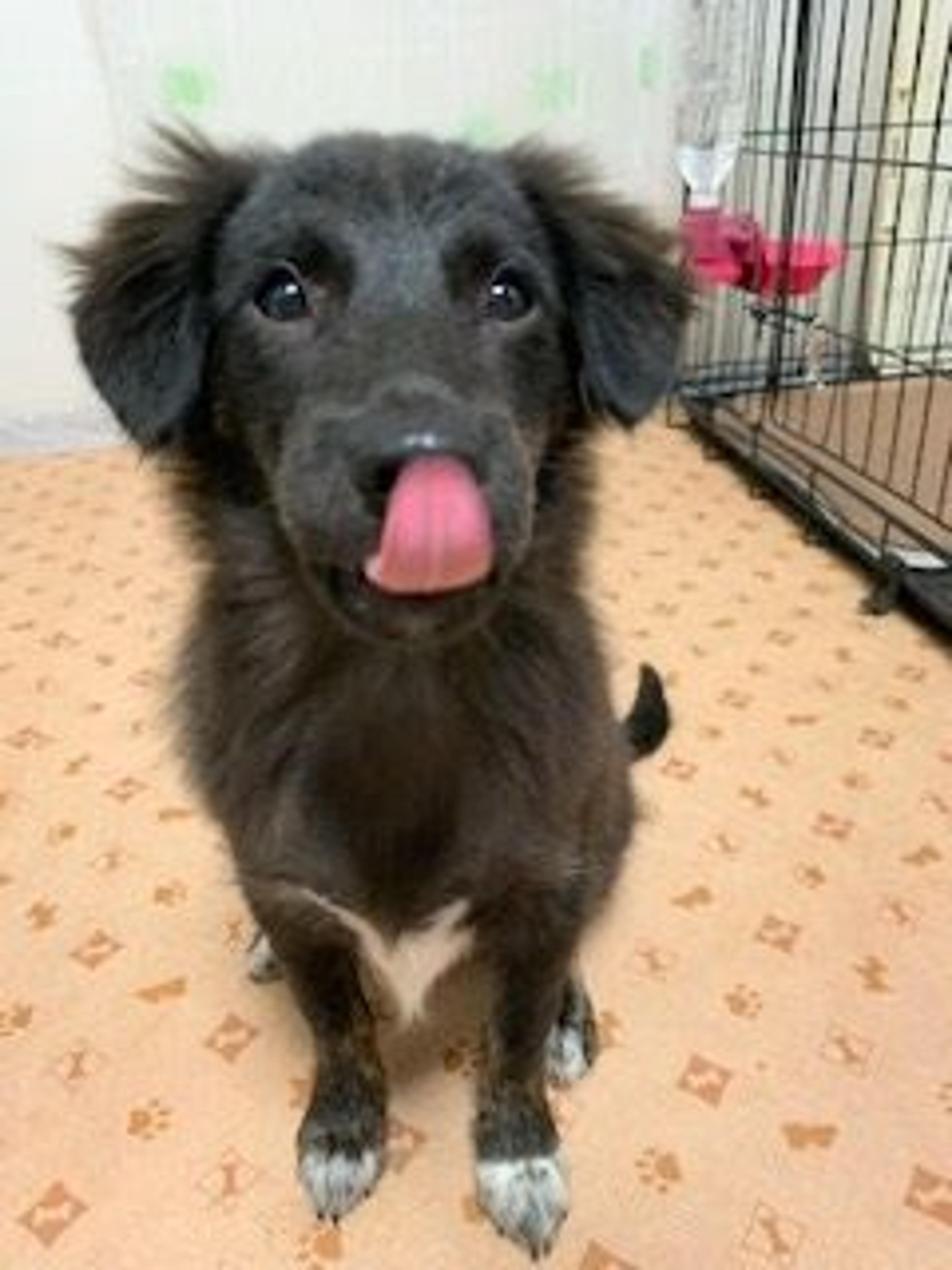 pet-image-3
