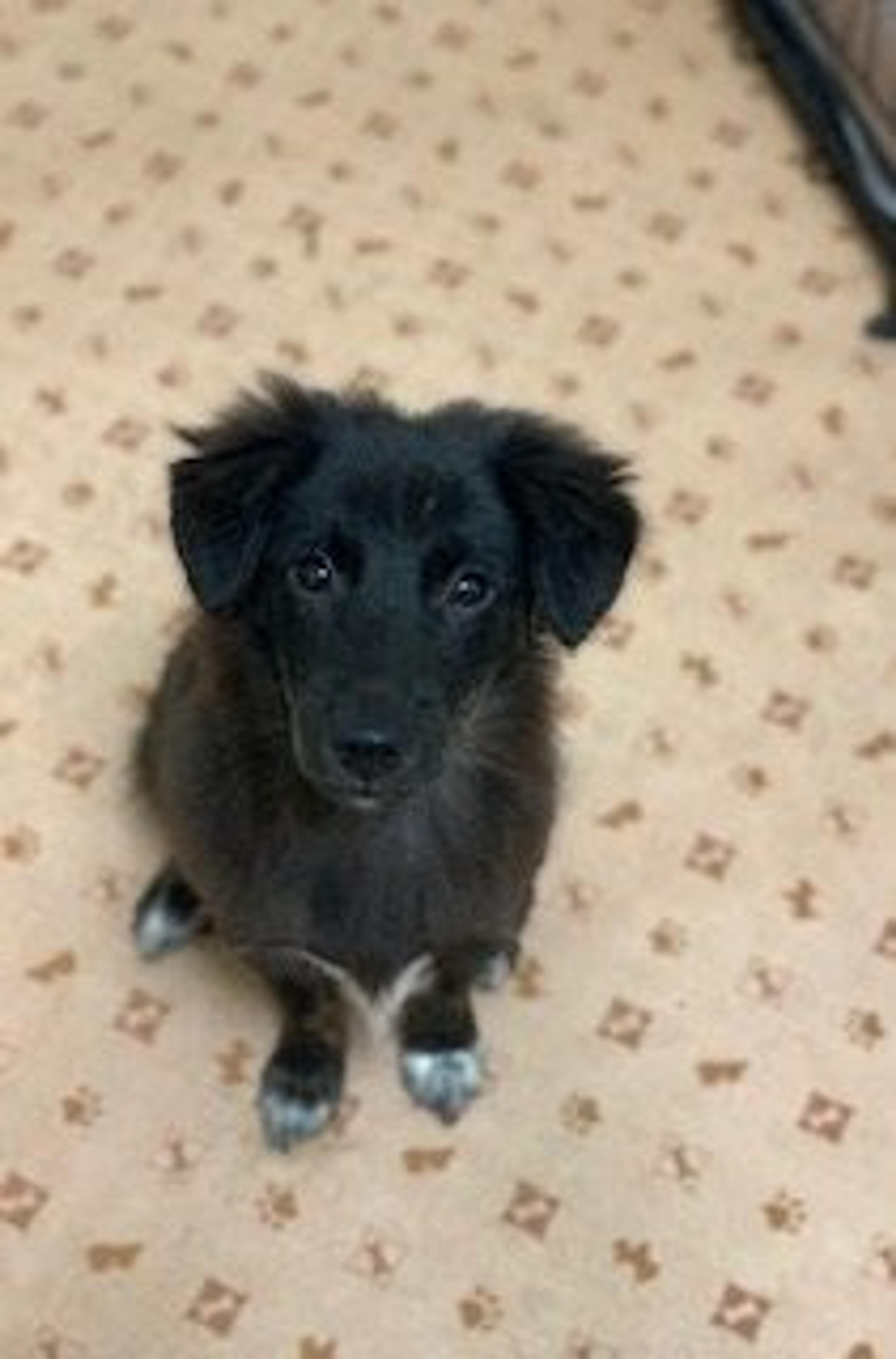 pet-image-4