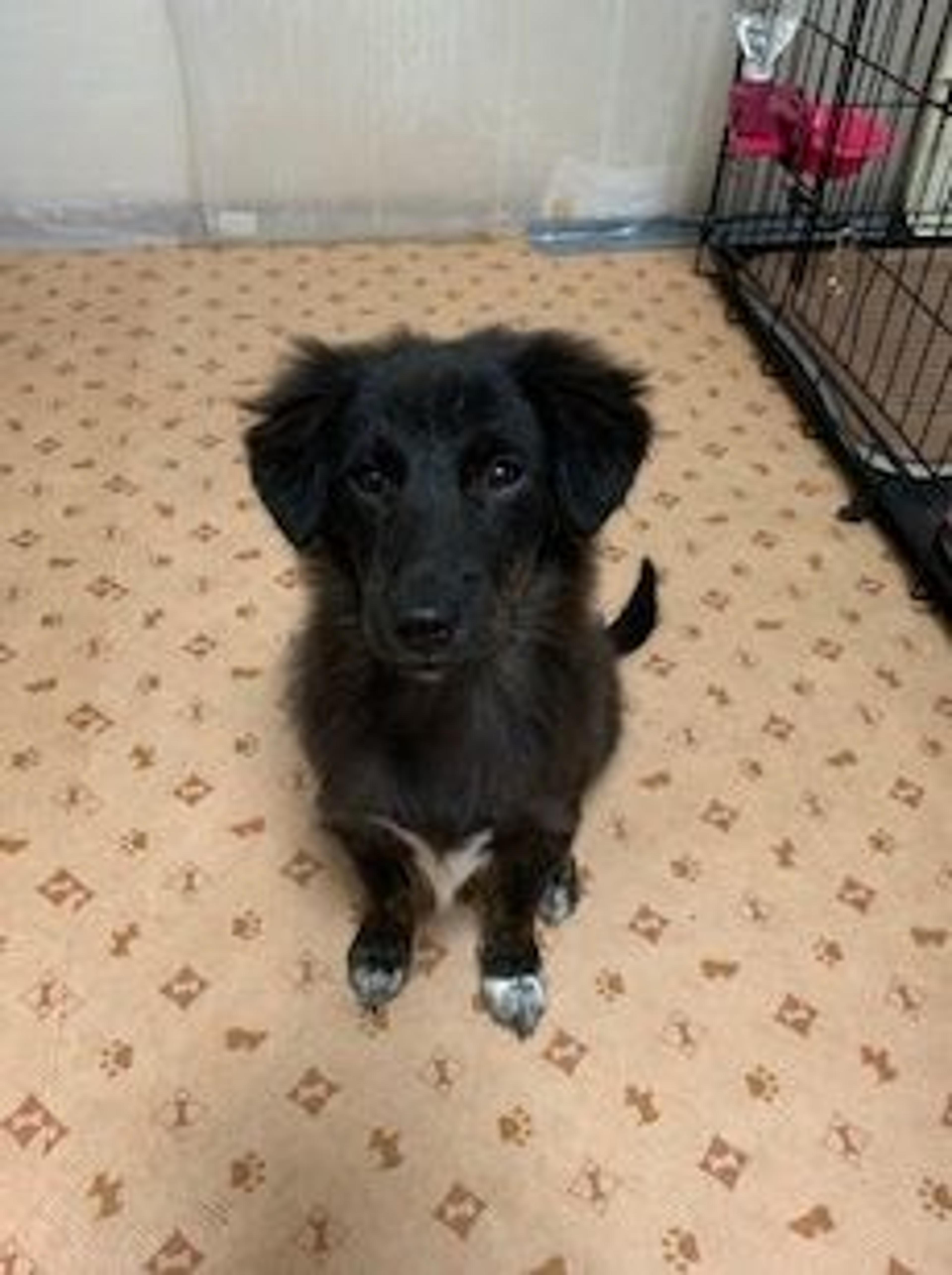 pet-image-5