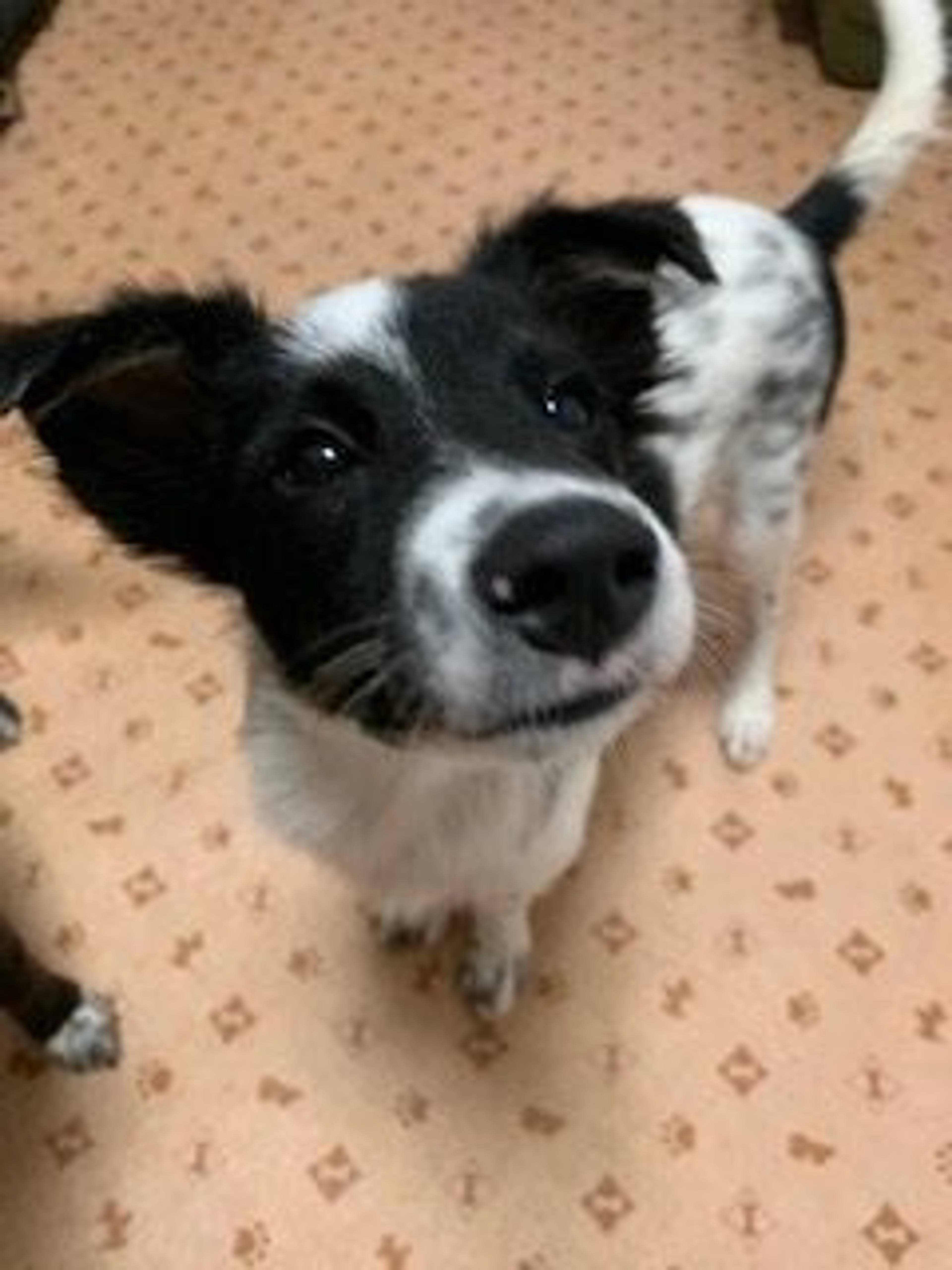 雑種（ミックス犬）・オスの里親募集の写真