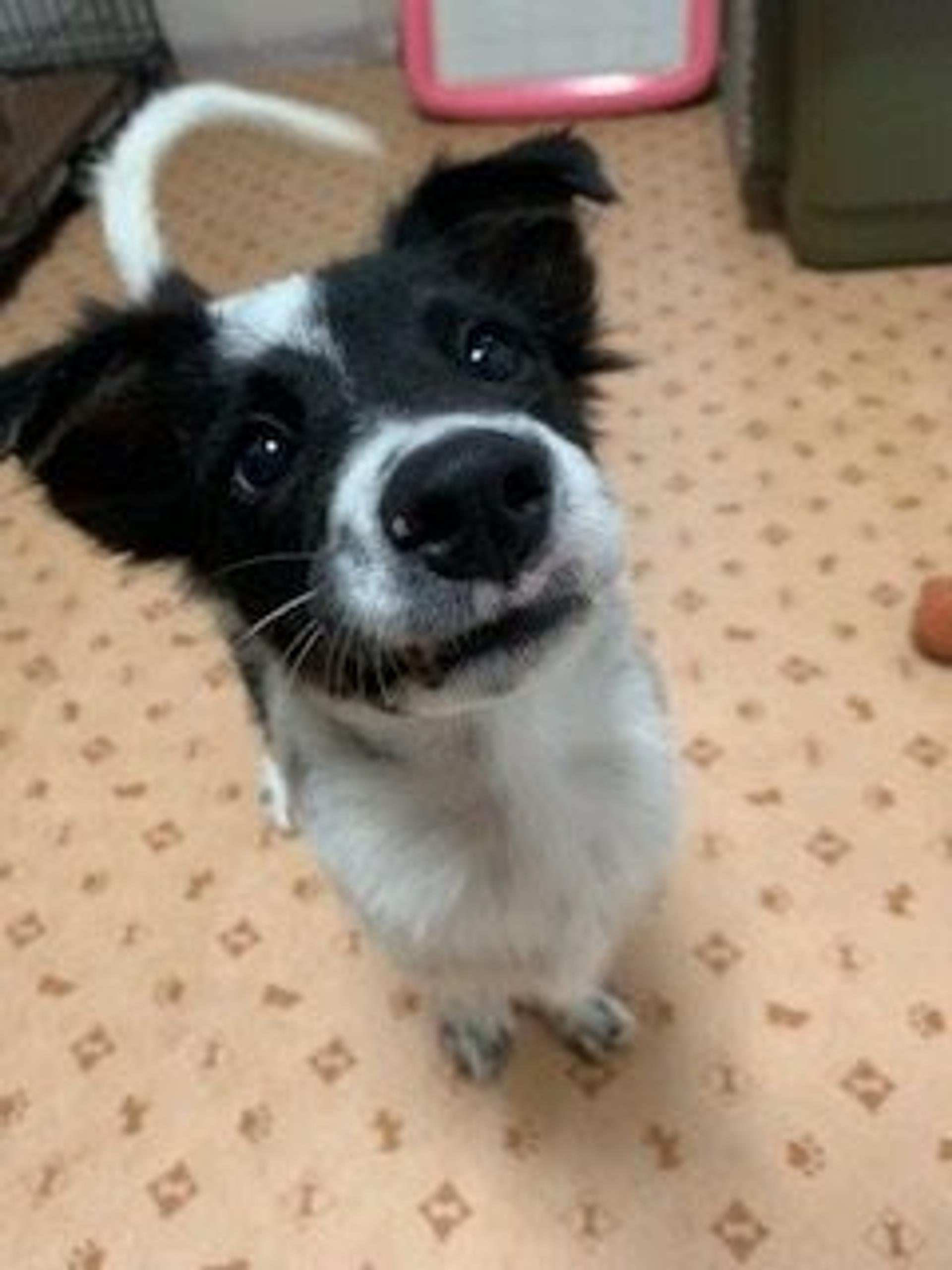 pet-image-2