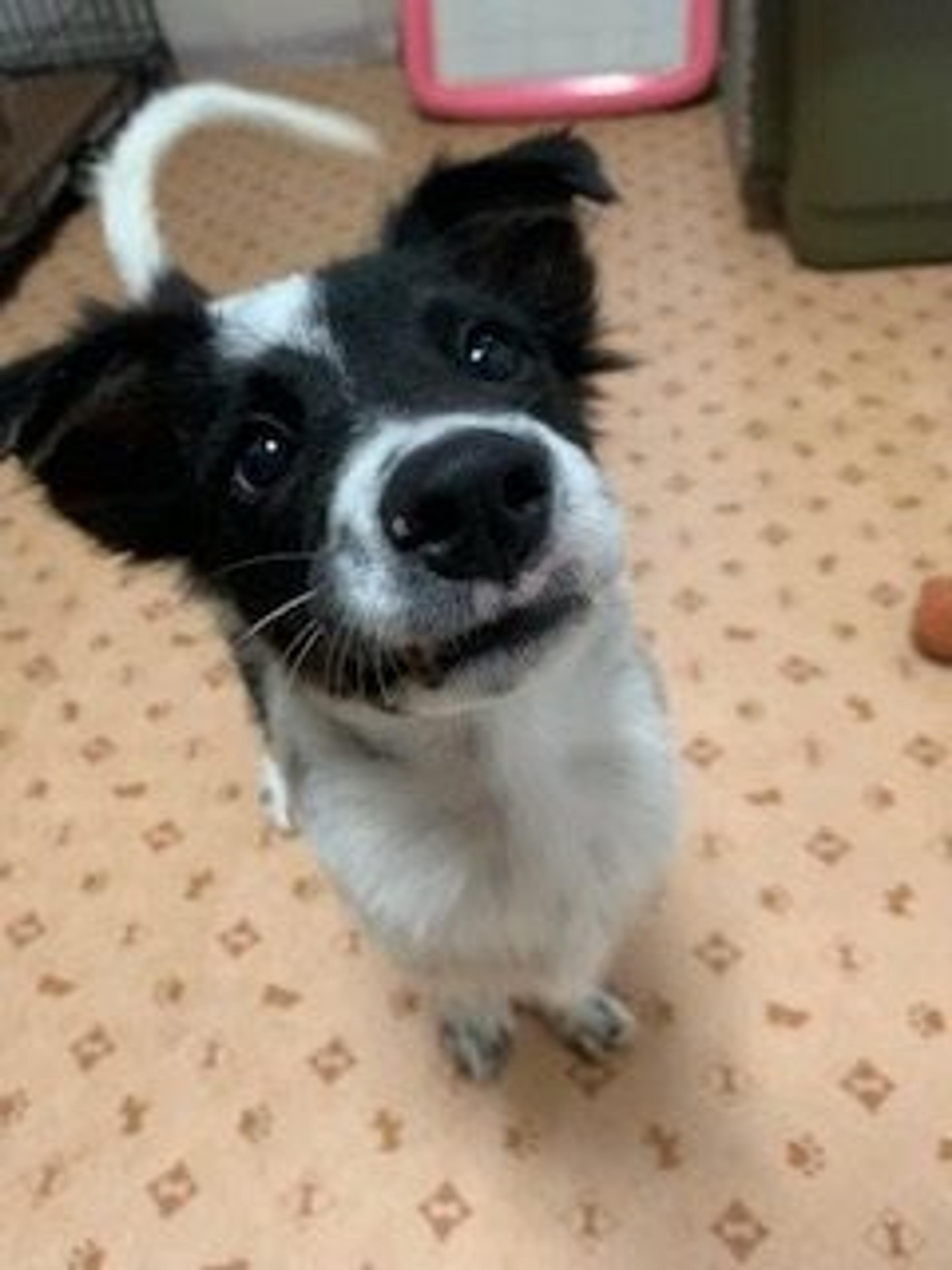 pet-image-2