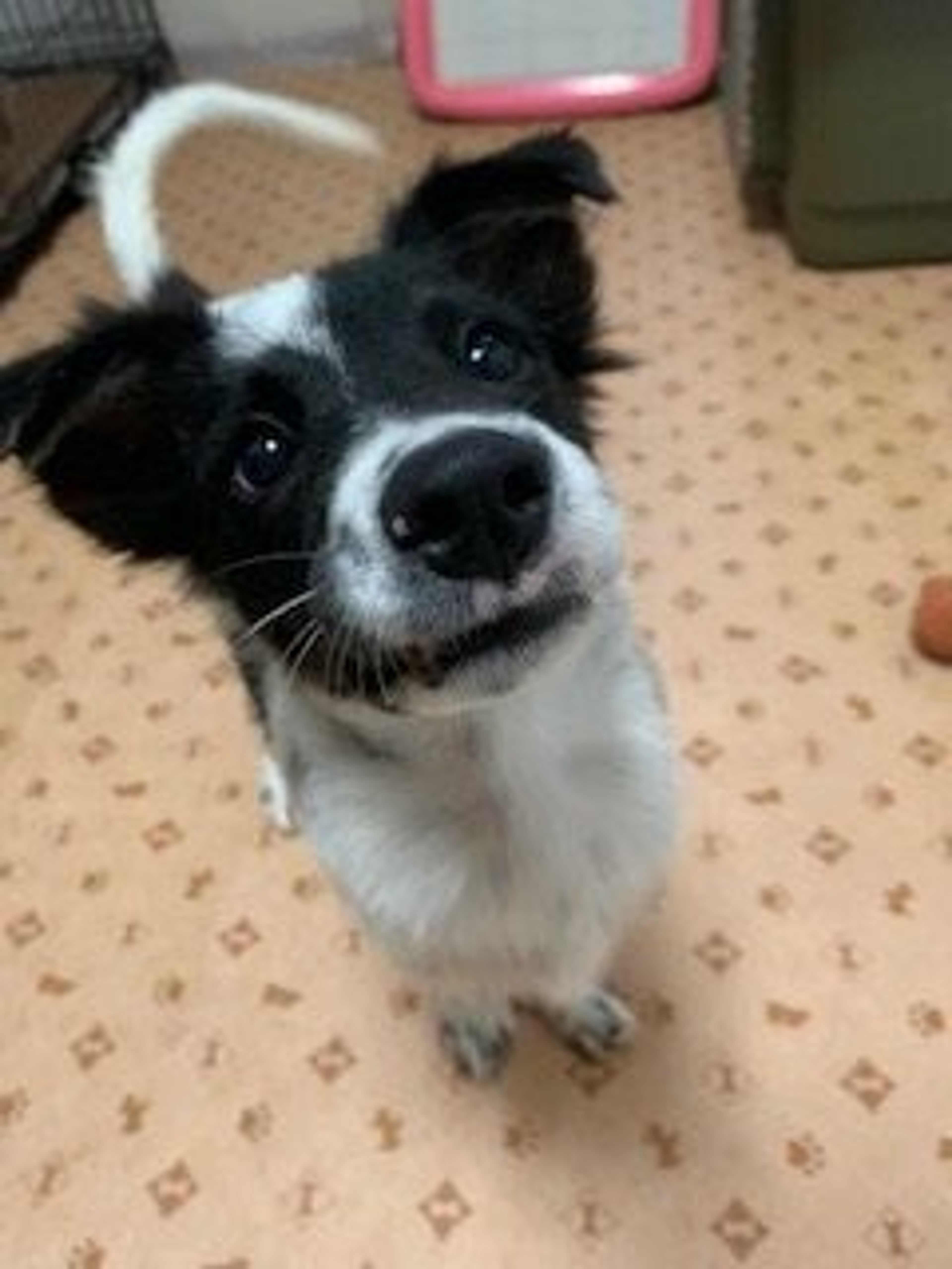 pet-image-2