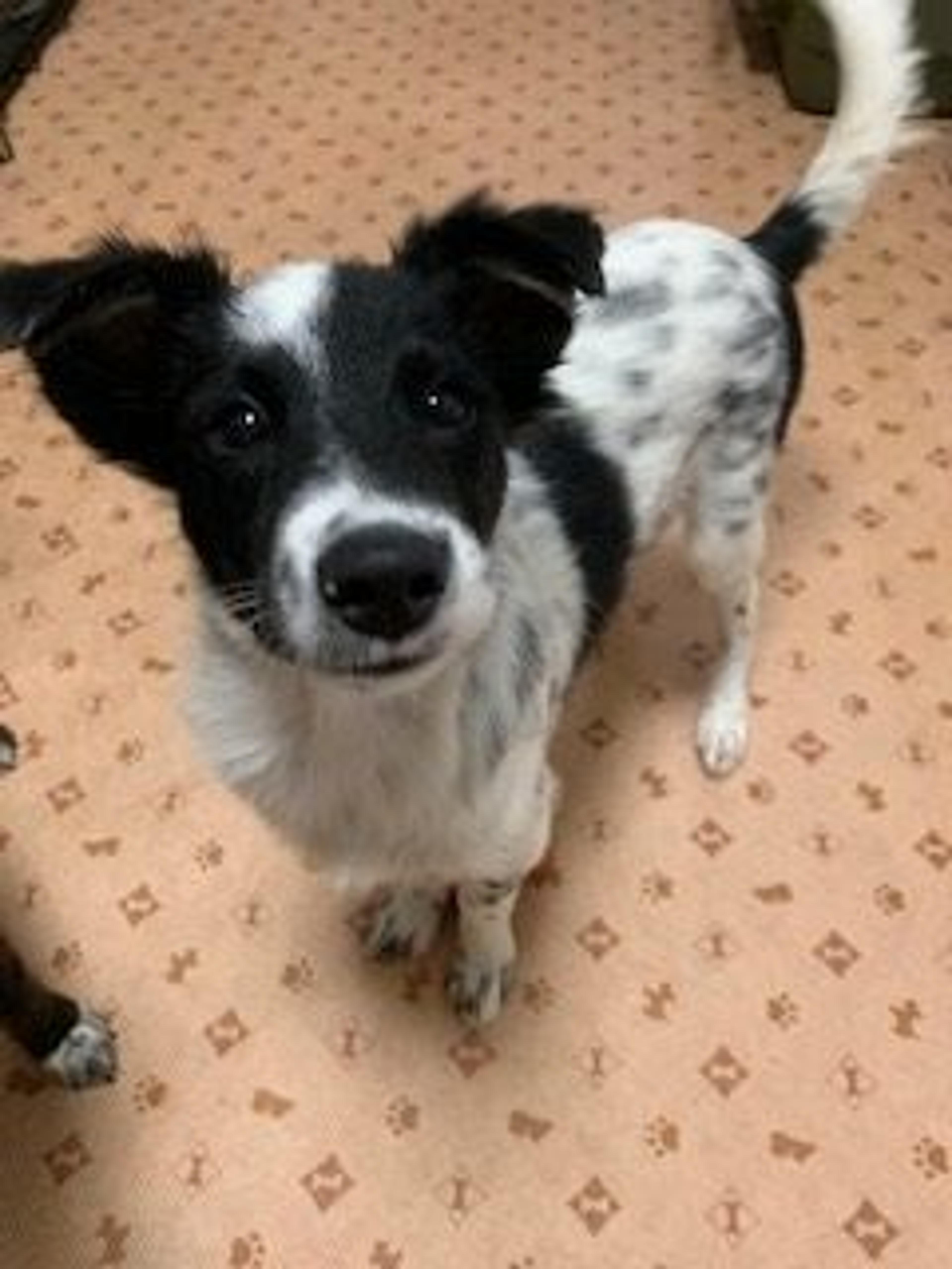 pet-image-3