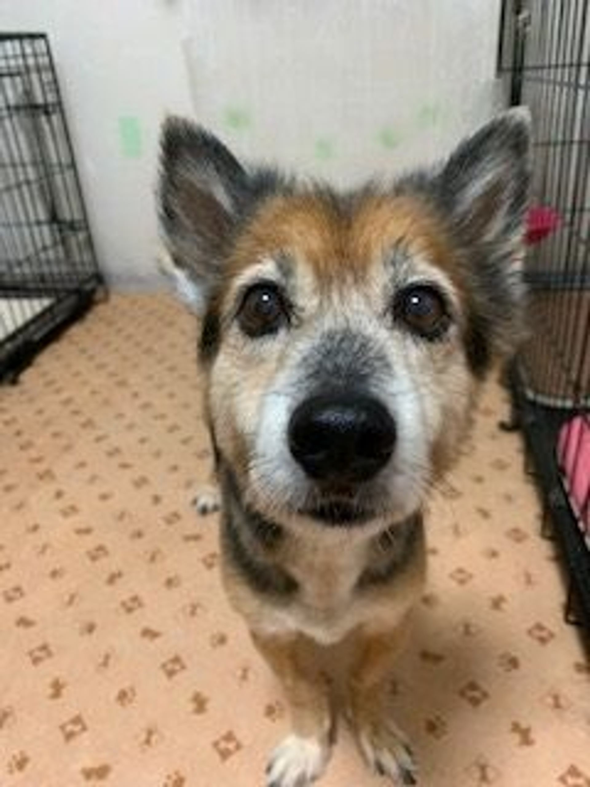 雑種（ミックス犬）・オスの里親募集の写真