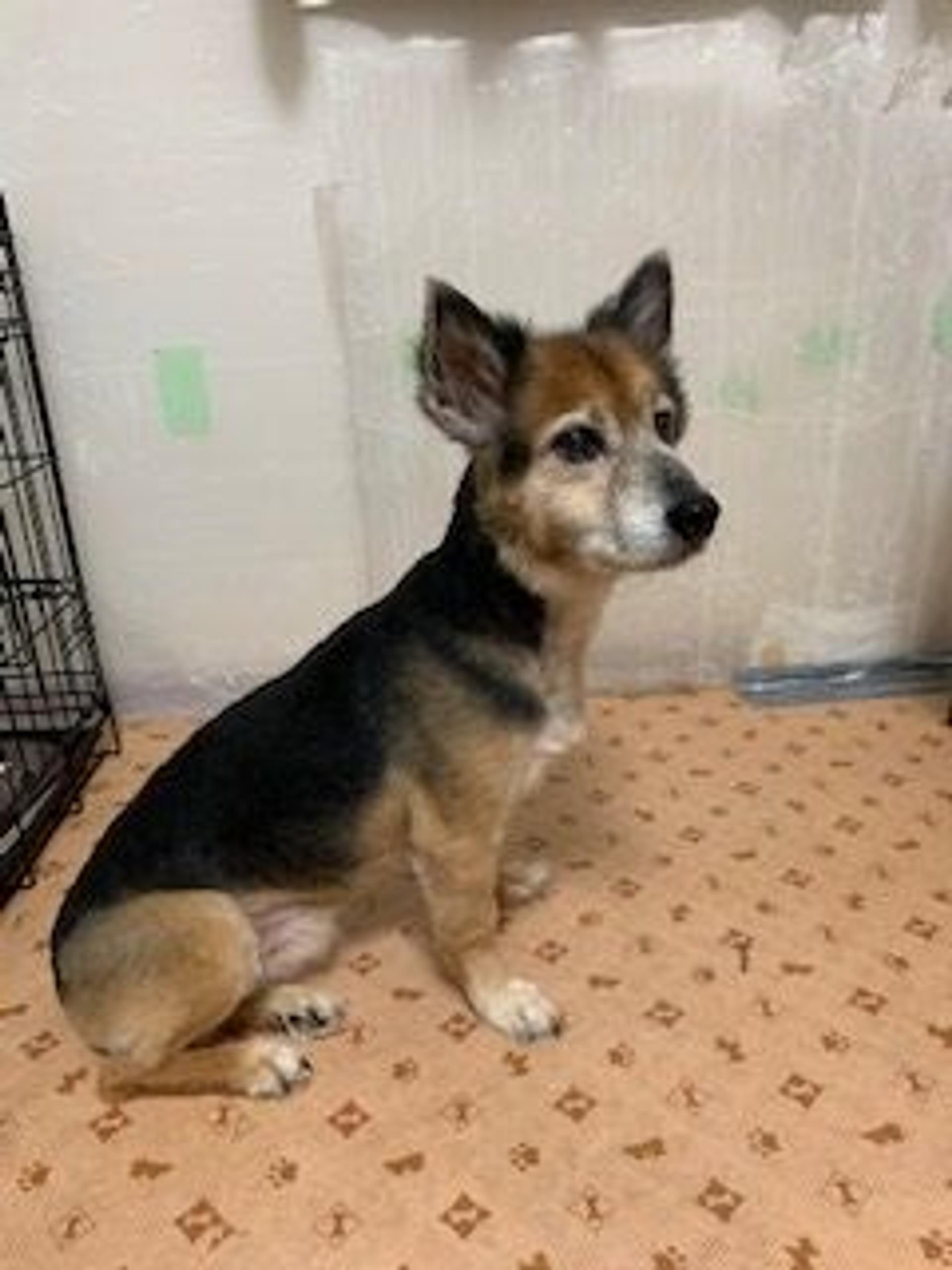 pet-image-4