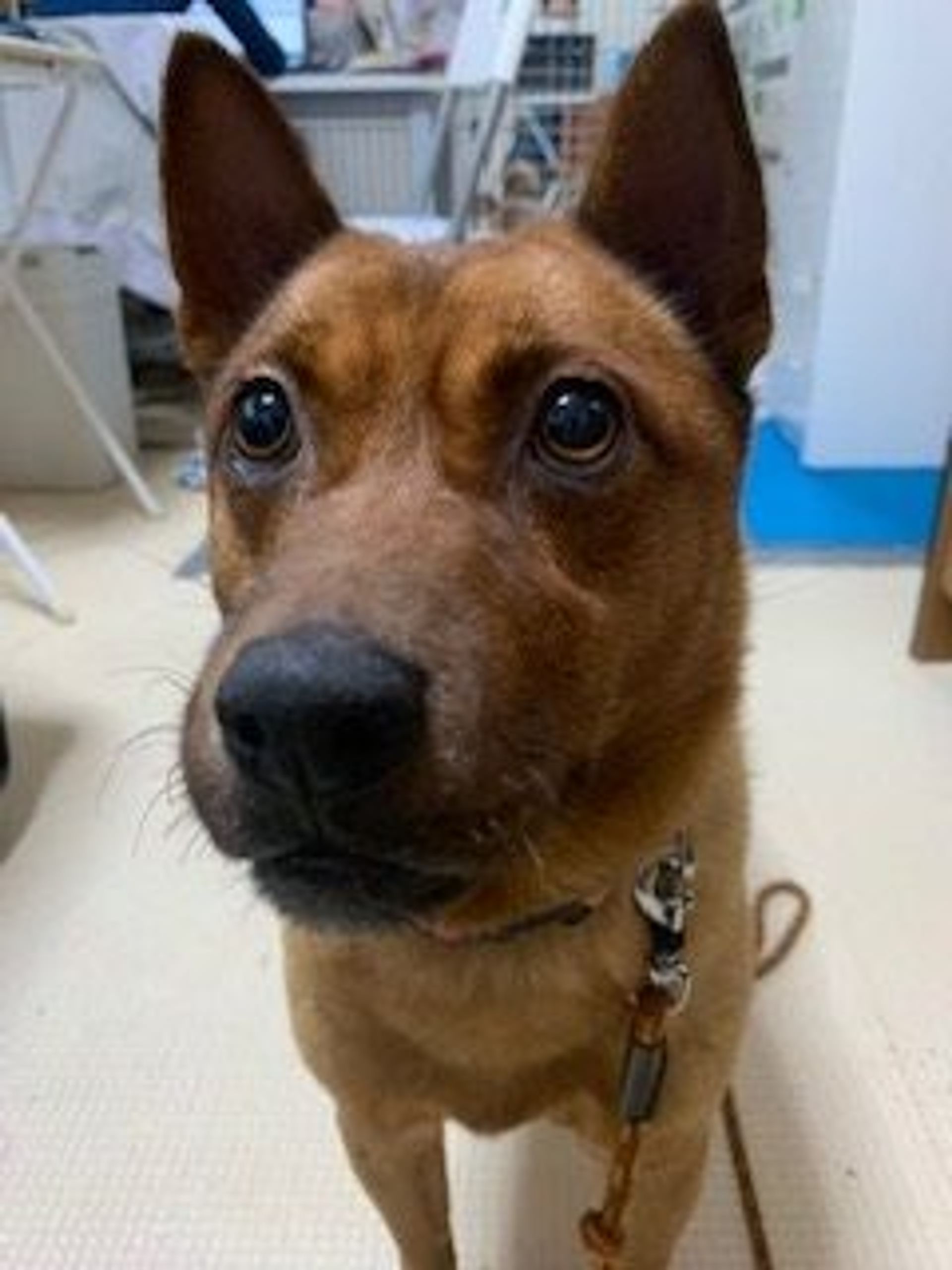 雑種（ミックス犬）・メスの里親募集の写真