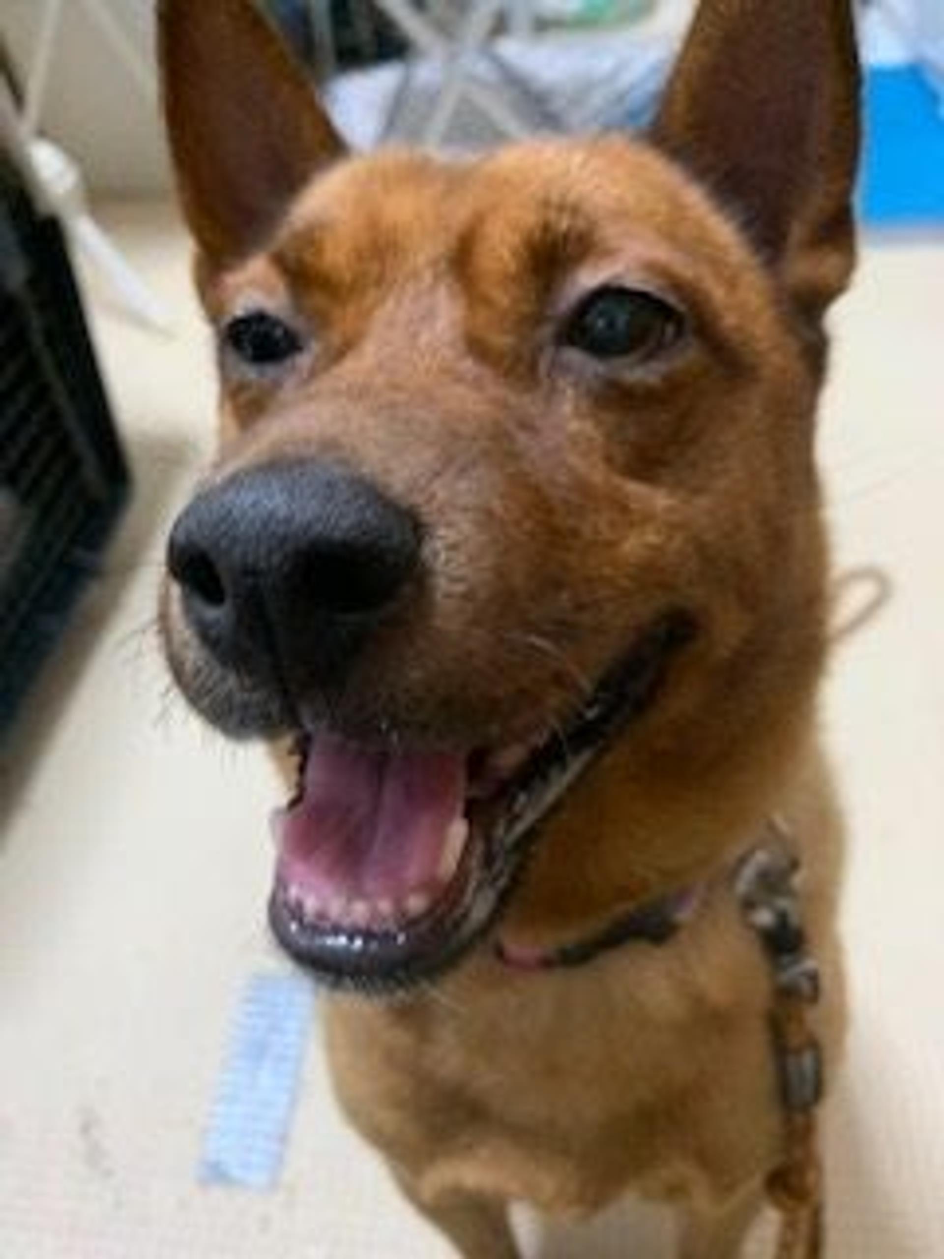 pet-image-6