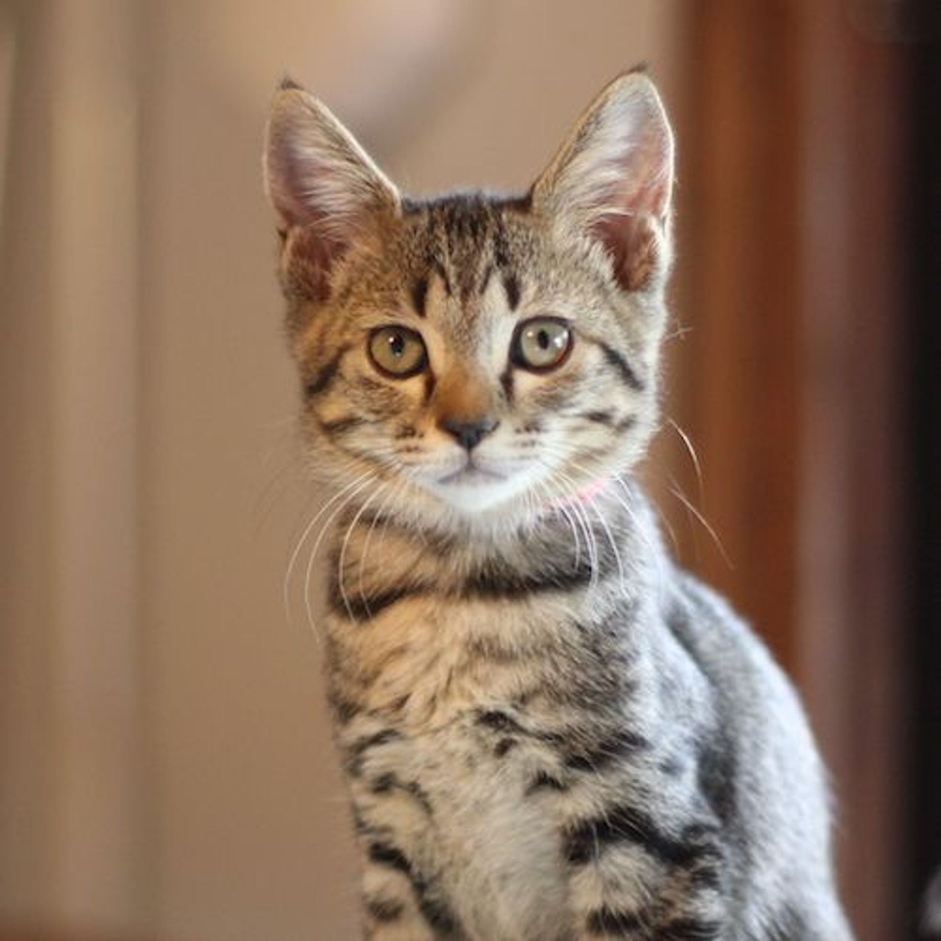 雑種（ミックス猫）・オスの里親募集の写真
