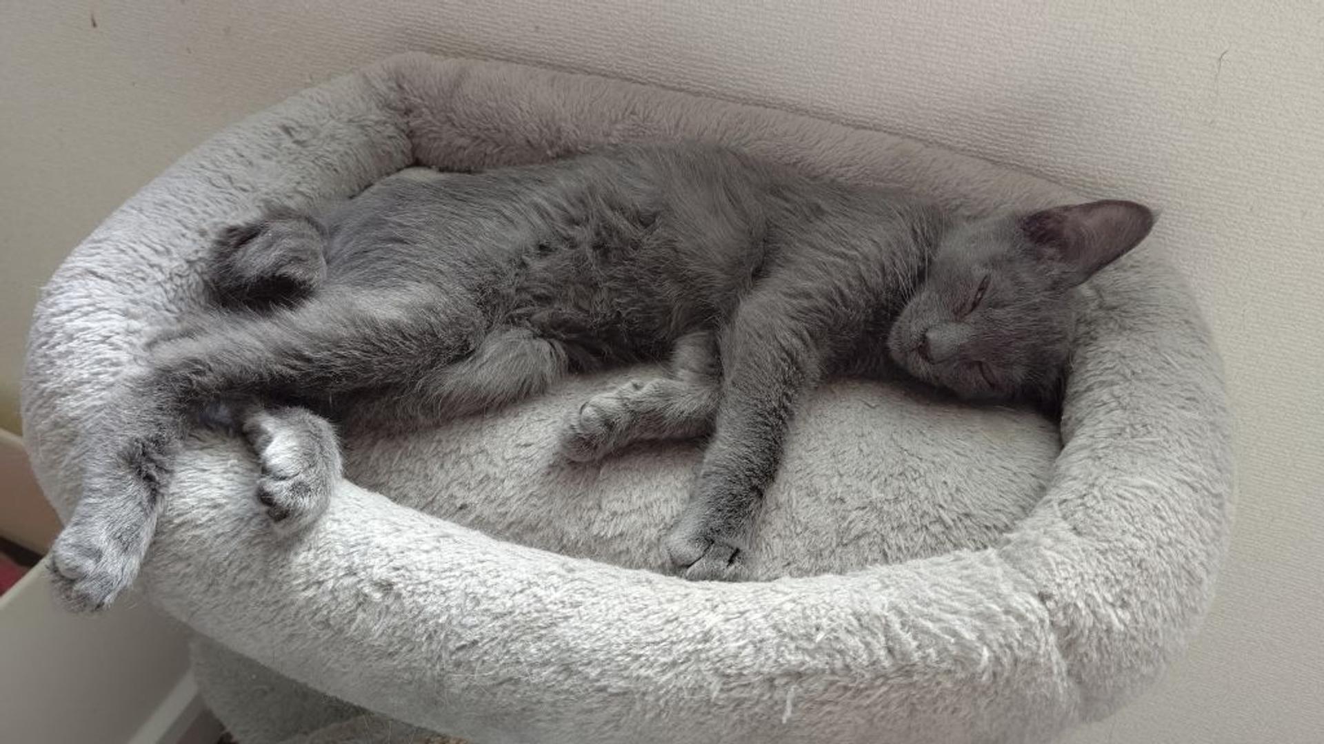 pet-image-2