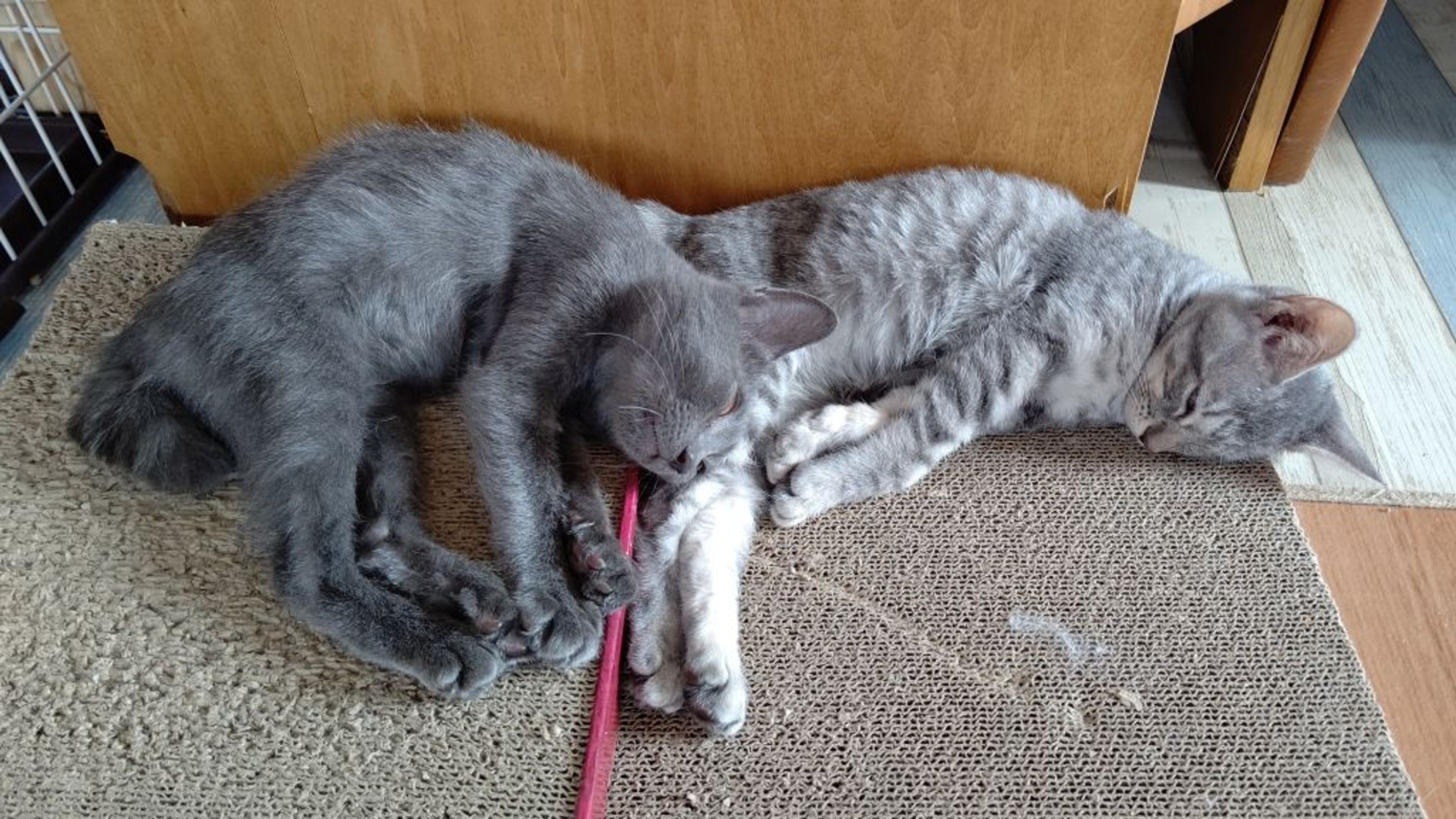 雑種（ミックス猫）・オスの里親募集の写真