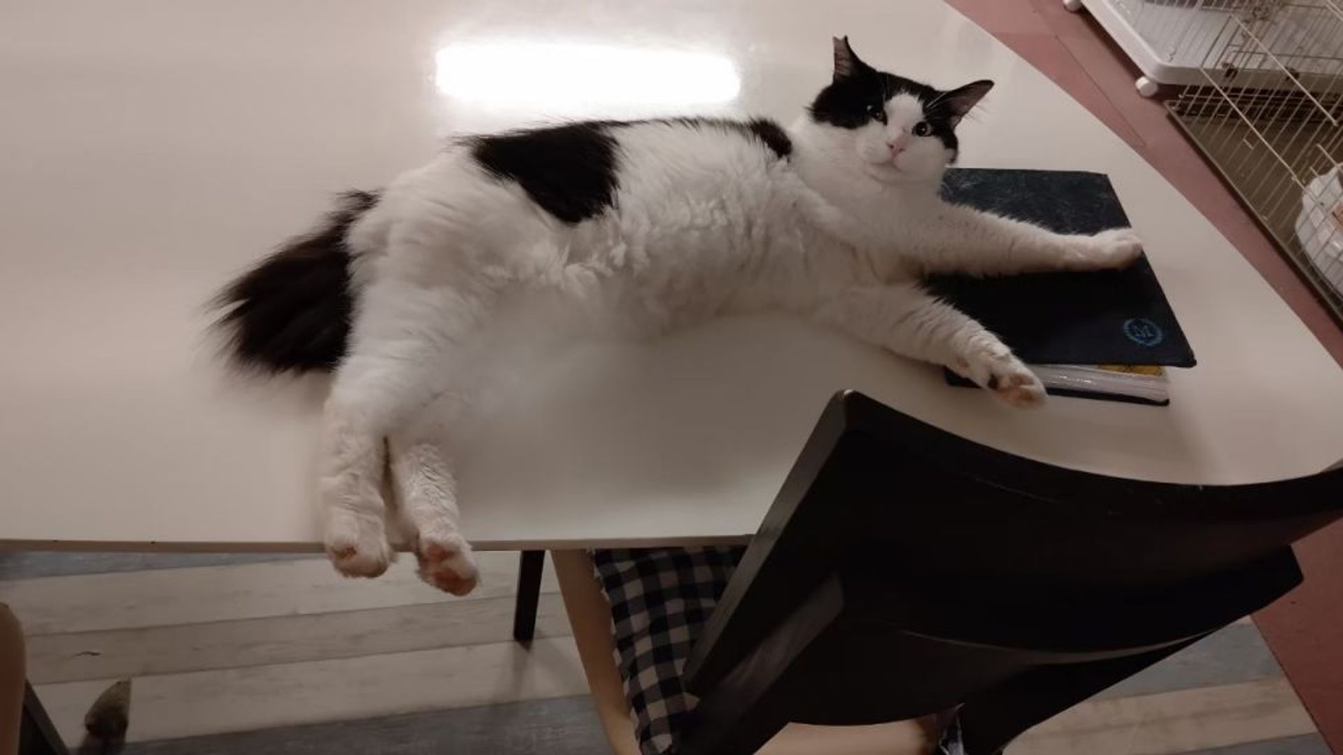 雑種（ミックス猫）・オスの里親募集の写真